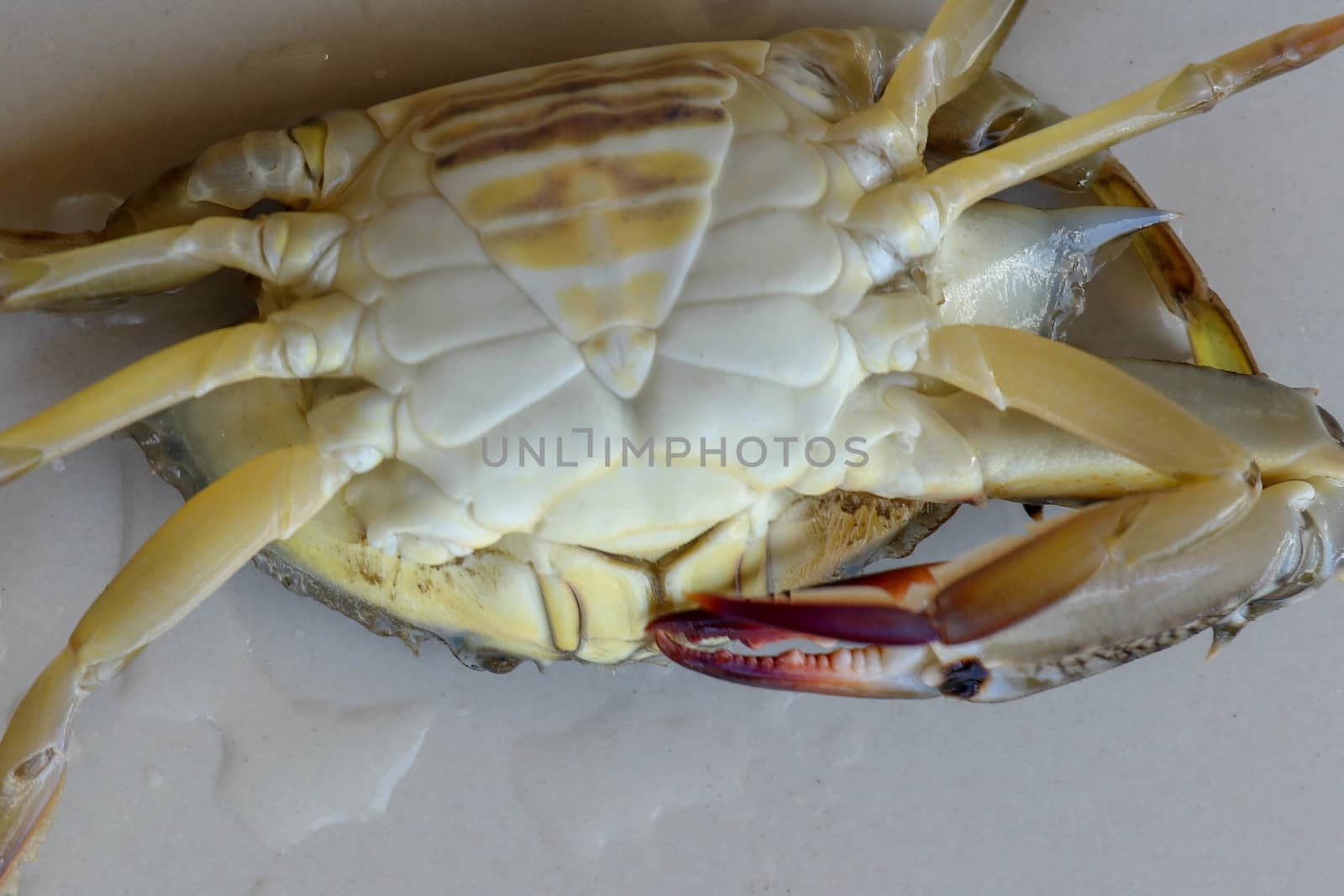 Ventral view of Blue manna crab, Sand crab. Flower crab. Portunus pelagicus isolated on a white background. Close-up photo of fresh raw Blue swimming sea crab, famously fresh seafood in the market.