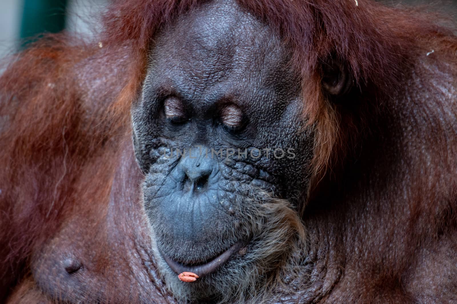 Beautiful female orangutan ( Bornean orangutan ) from the family Pongo by mynewturtle1