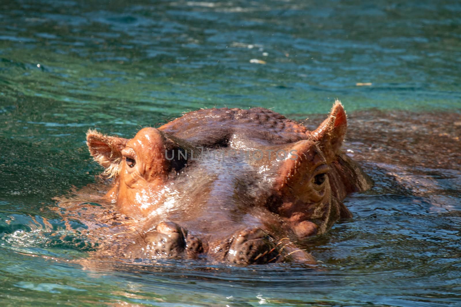 African Hippopotamus, Hippopotamus amphibius capensis, with evening sun, Chobe River, Botswana. Danger animal in the water, hippo. Wildlife scene from African