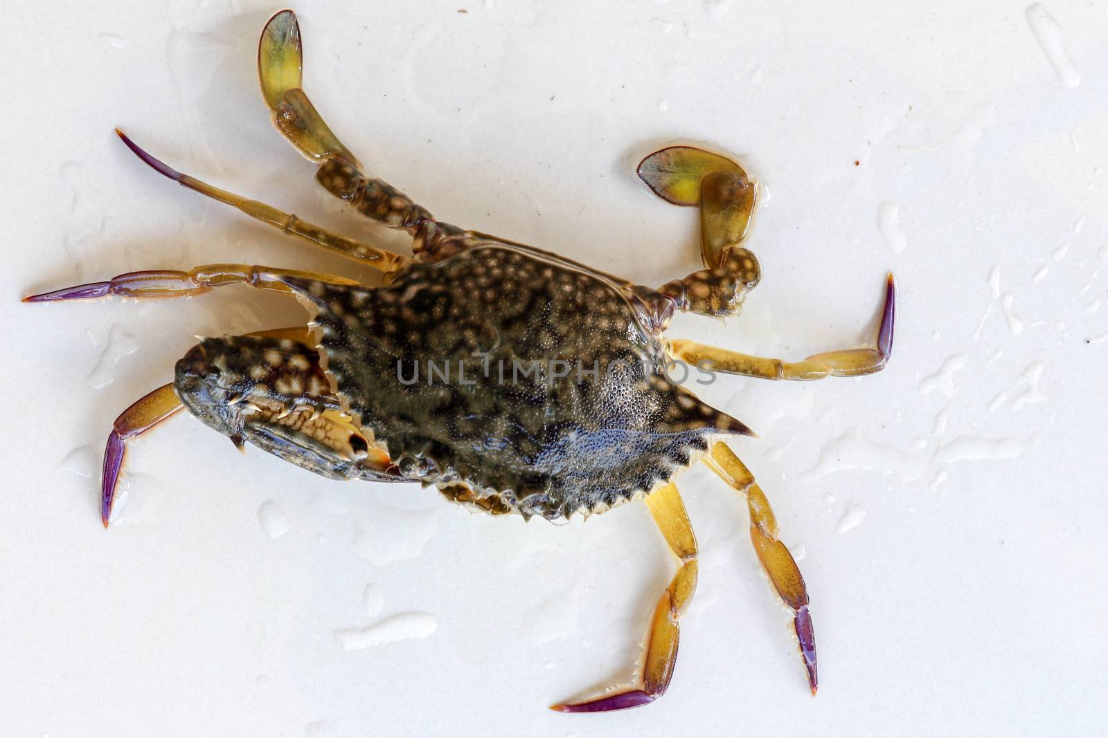 Dorsal view of Blue Manna crab, Sand crab. Flower crab. Portunus pelagicus isolated on a white background. Close-up photo of fresh raw Blue swimming sea crab, famously fresh seafood in the market.