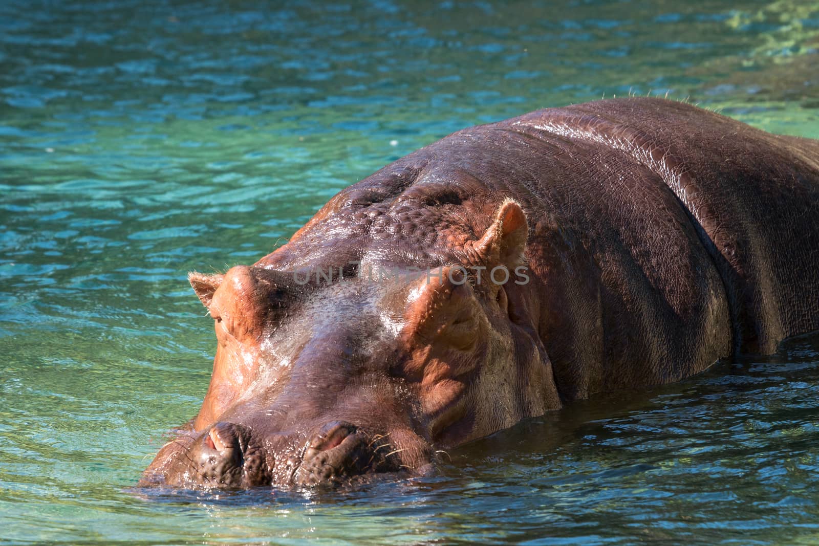 Hippo in water South Africa. Hippo in the water looking straight at the camera.
