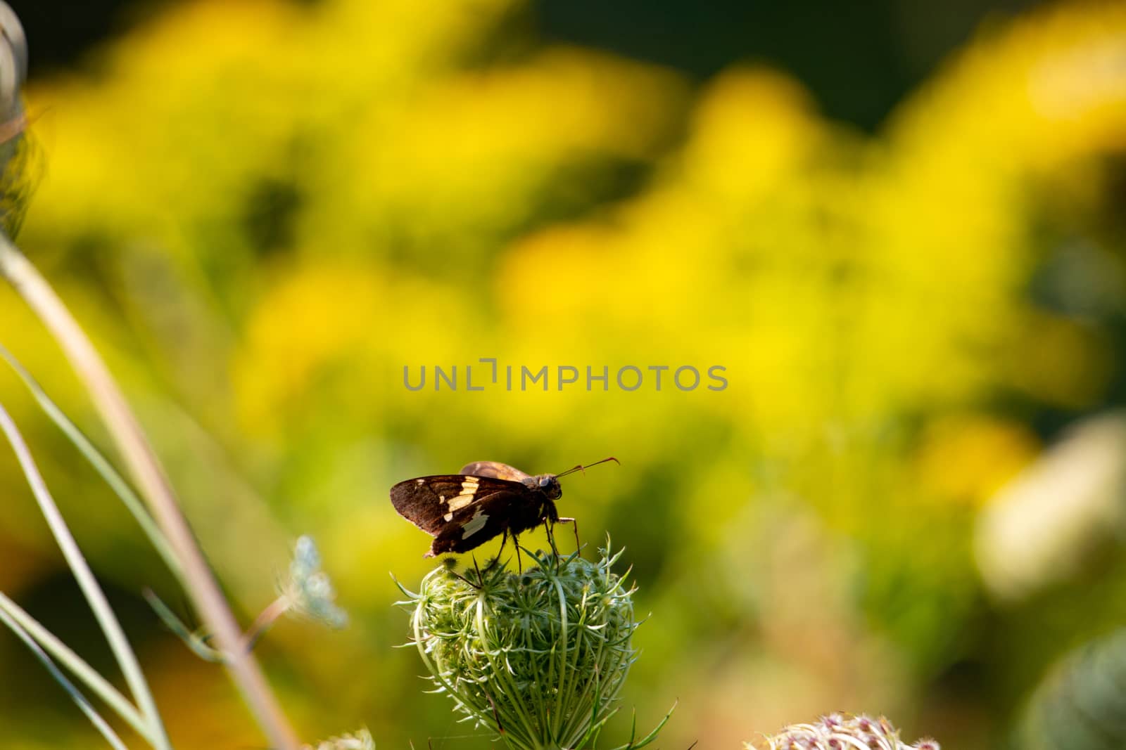 tiny butterfly close up photo on a yellow flower