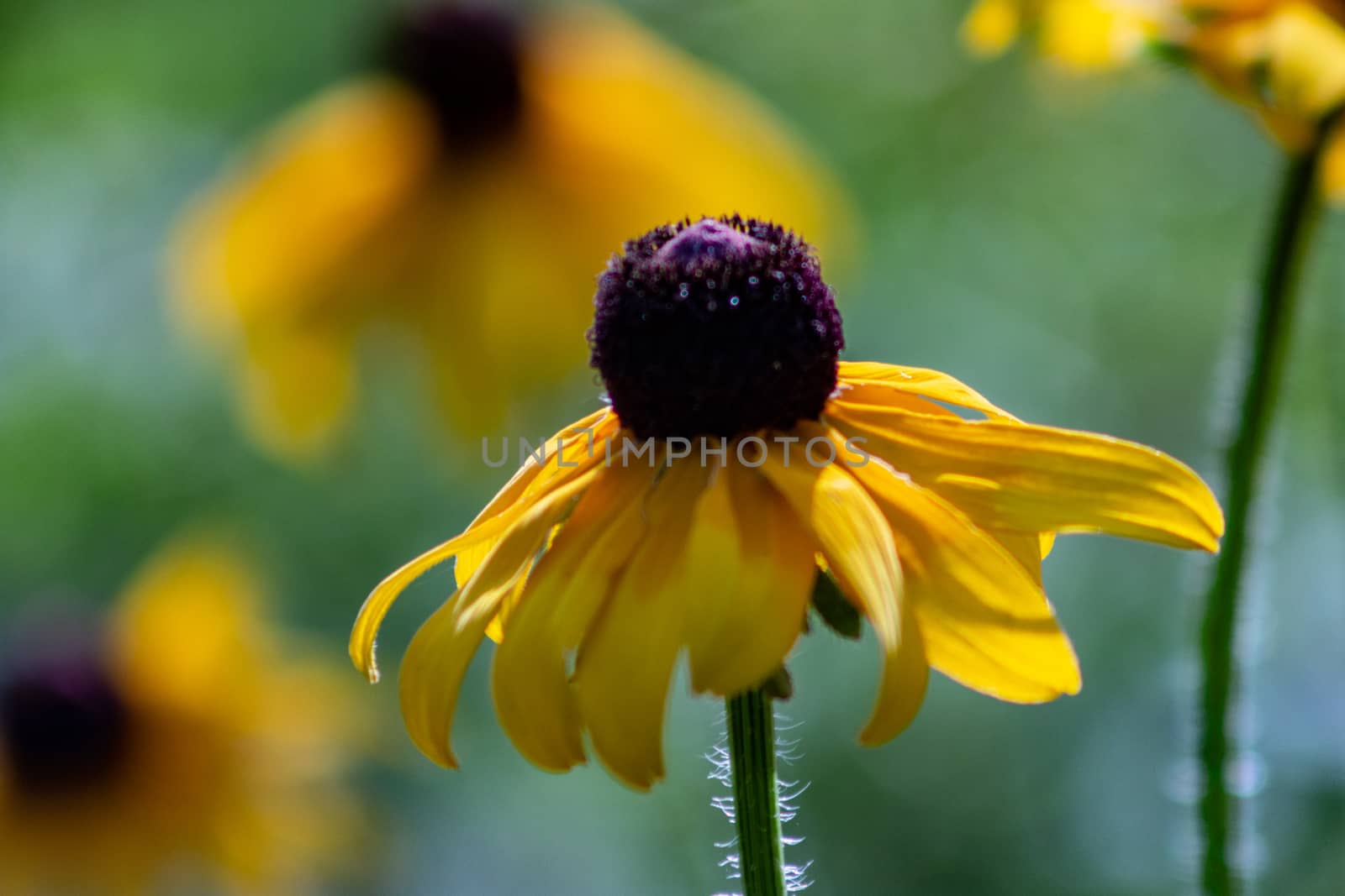 black eye susan wild flowers beautiful images perfect for magazine or website usage