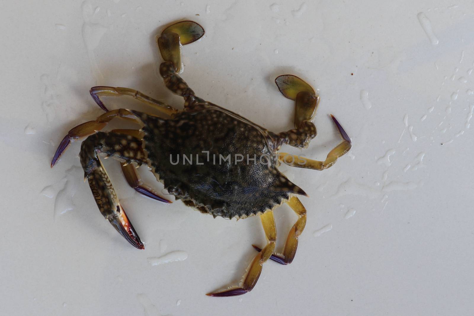 Dorsal view of Blue Manna crab, Sand crab. Flower crab. Portunus pelagicus isolated on a white background. Close-up photo of fresh raw Blue swimming sea crab, famously fresh seafood in the market.