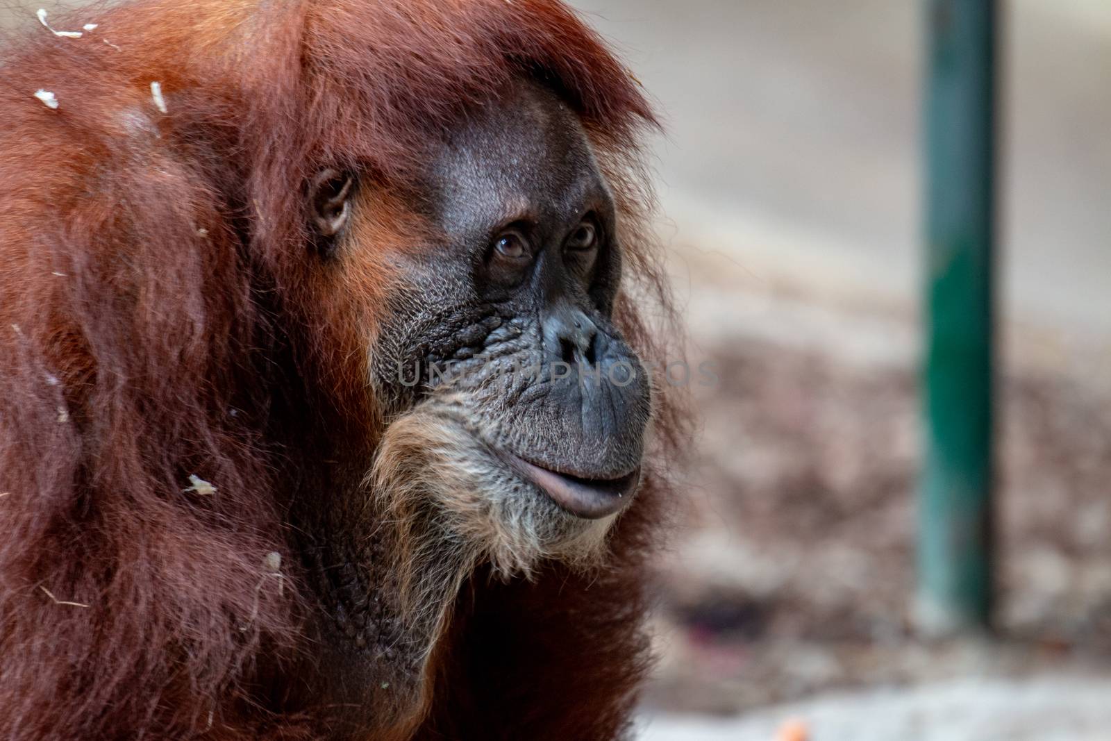 A Female Orangutan. Look at me, I am beautiful - Portrait of a female orangutan