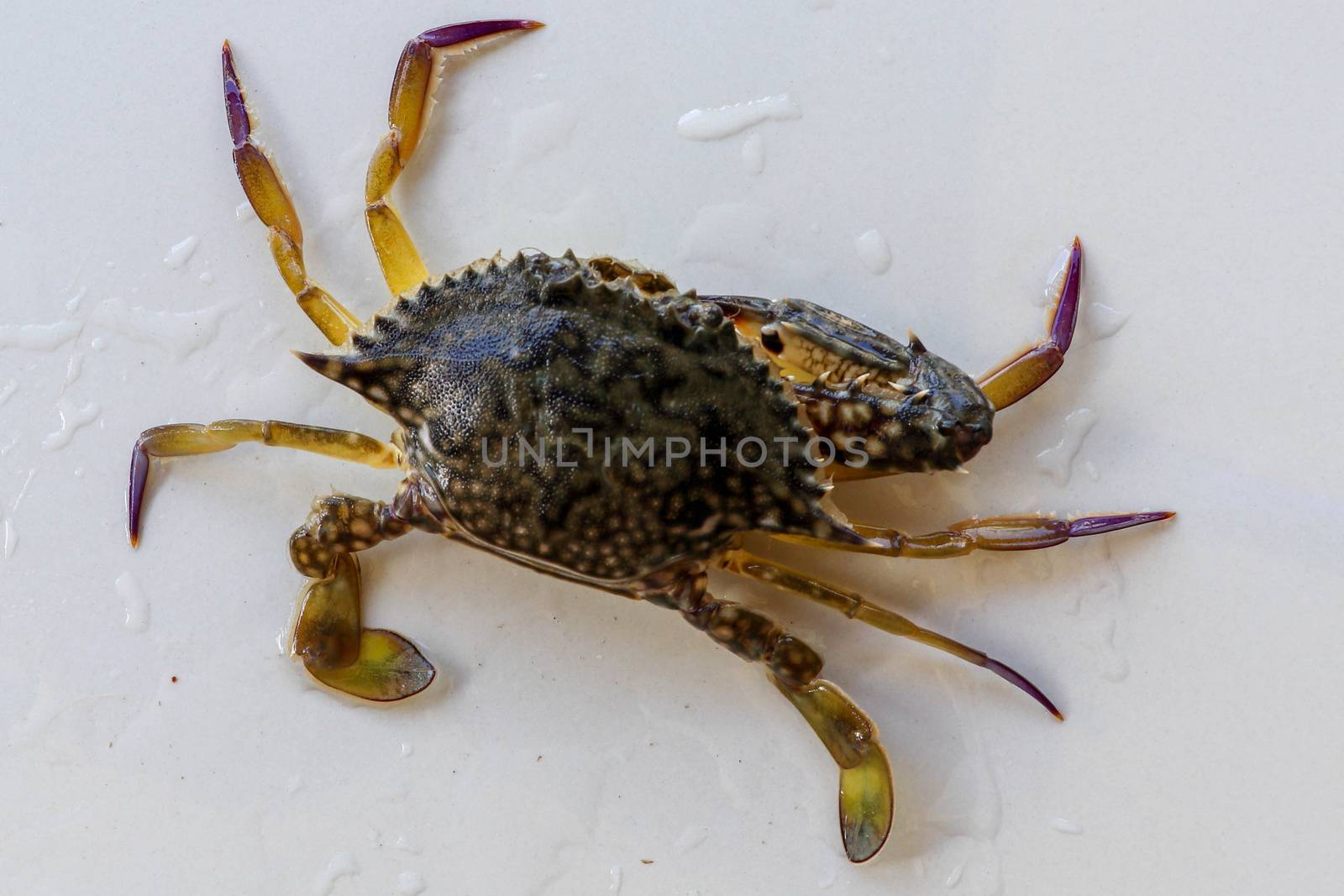 Dorsal view of Blue Manna crab, Sand crab. Flower crab. Portunus pelagicus isolated on a white background. Close-up photo of fresh raw Blue swimming sea crab, famously fresh seafood in the market.