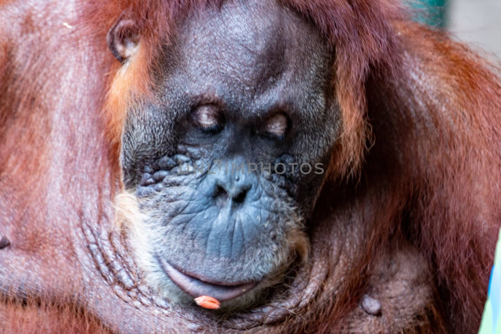 Orangutan. Close-up of female orangutan. Beautiful great ape