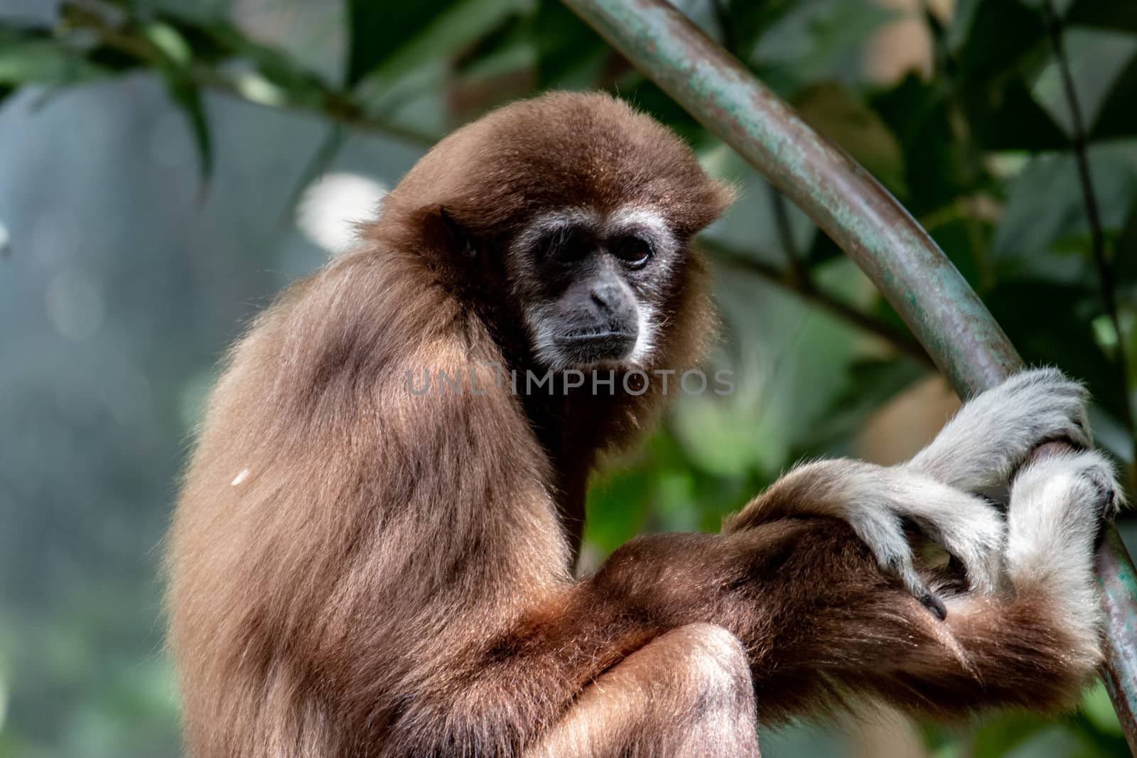 White-handed gibbon hanging in the trees. A white-handed gibbon hanging in the trees by mynewturtle1