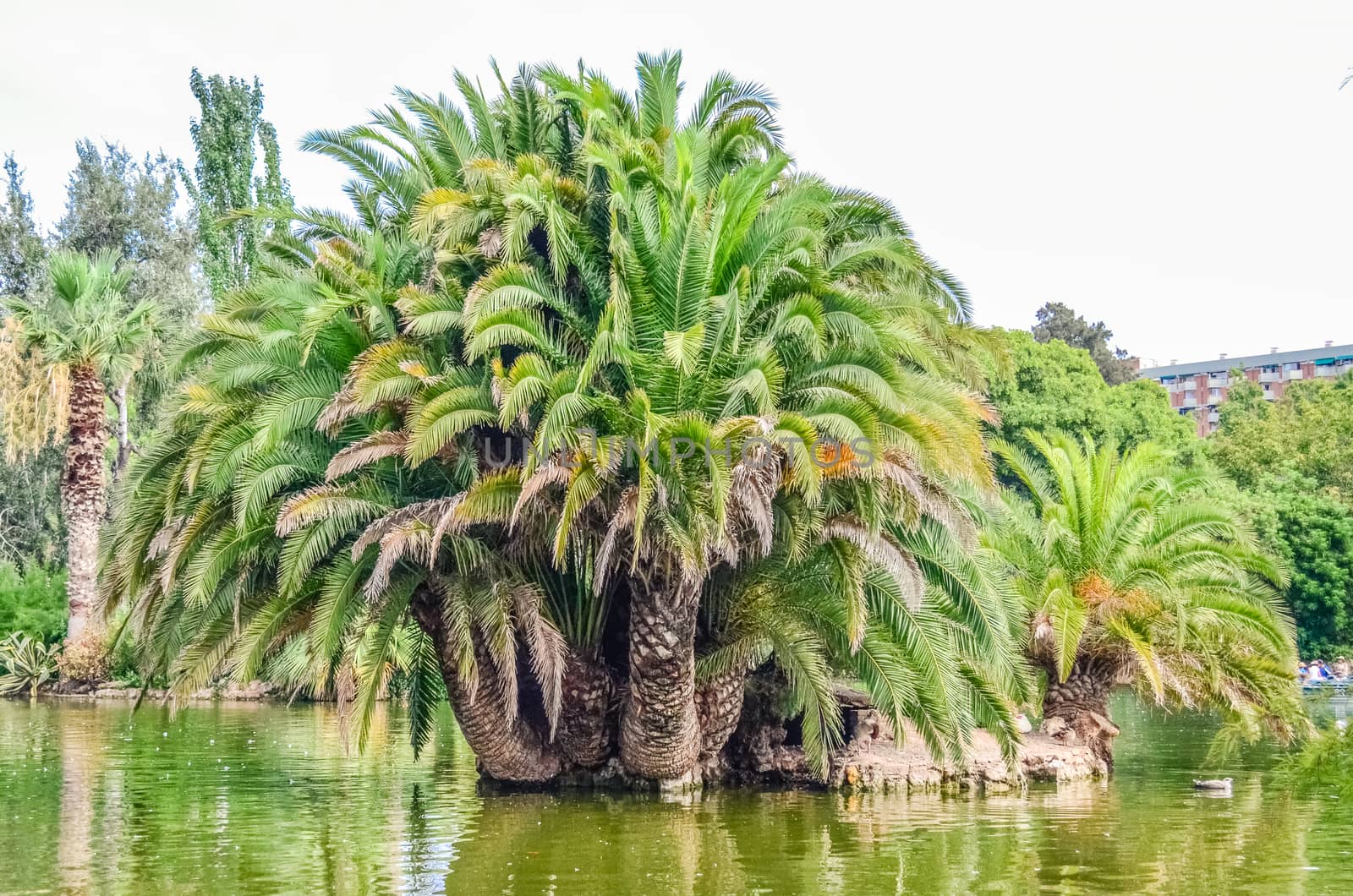 Big palm tree in the center of the lake in Parc de la Ciutadella (Citadel Park). Barcelona, Catalonia, Spain