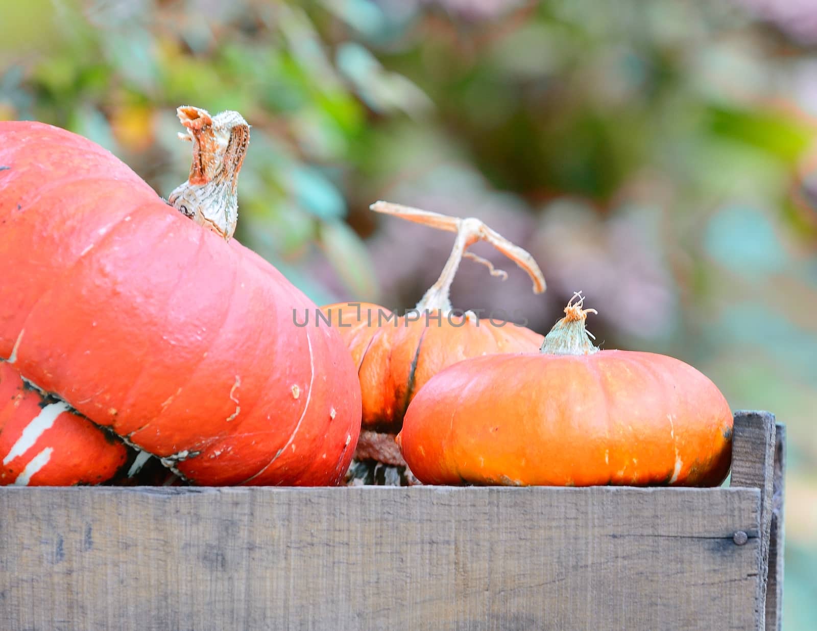 Picking pumpkins in the orchard of the farm.