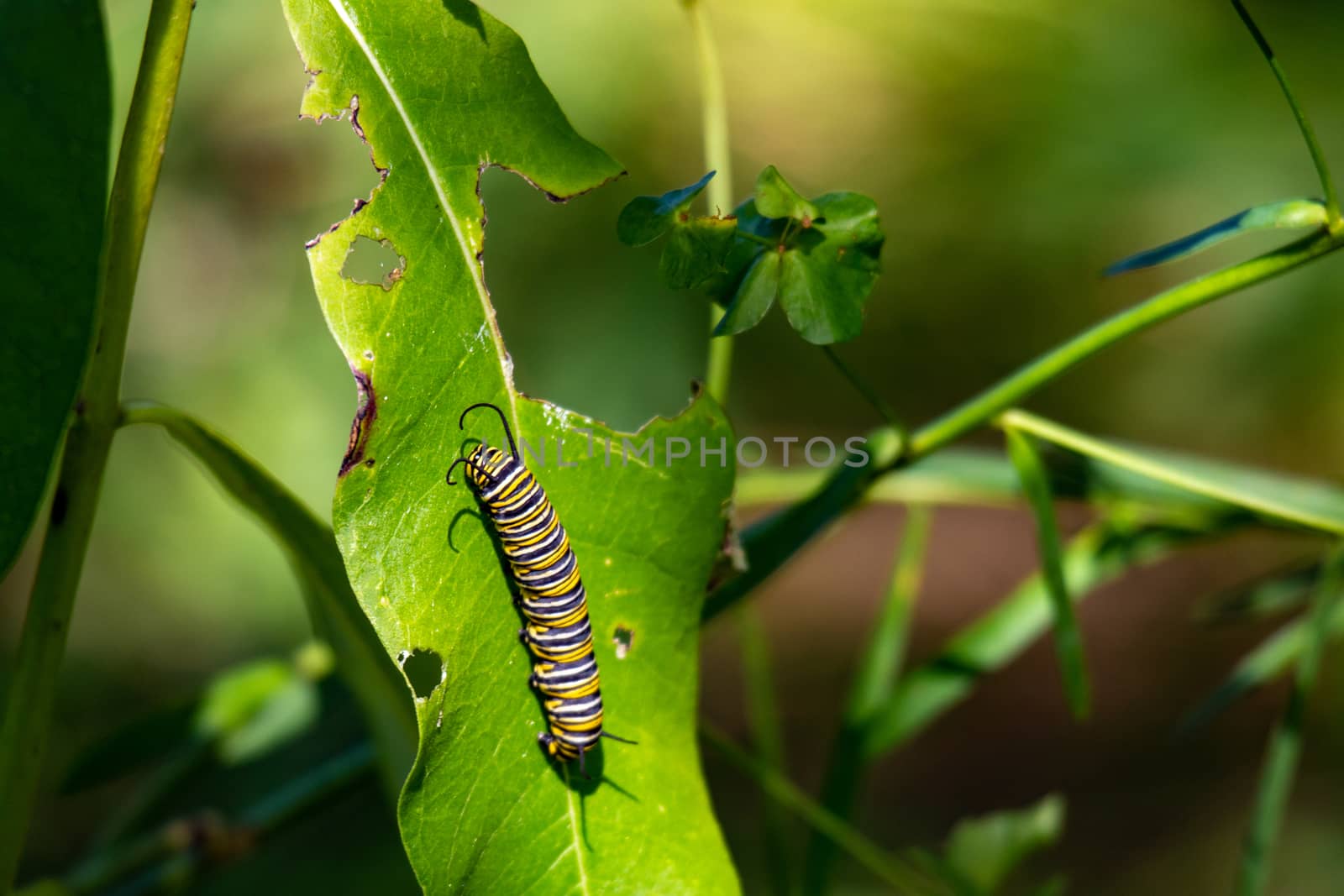 Monarch Catterpillar on a milkweed plant. The leafs have been eaten as the caterpillar prepares to transform by mynewturtle1