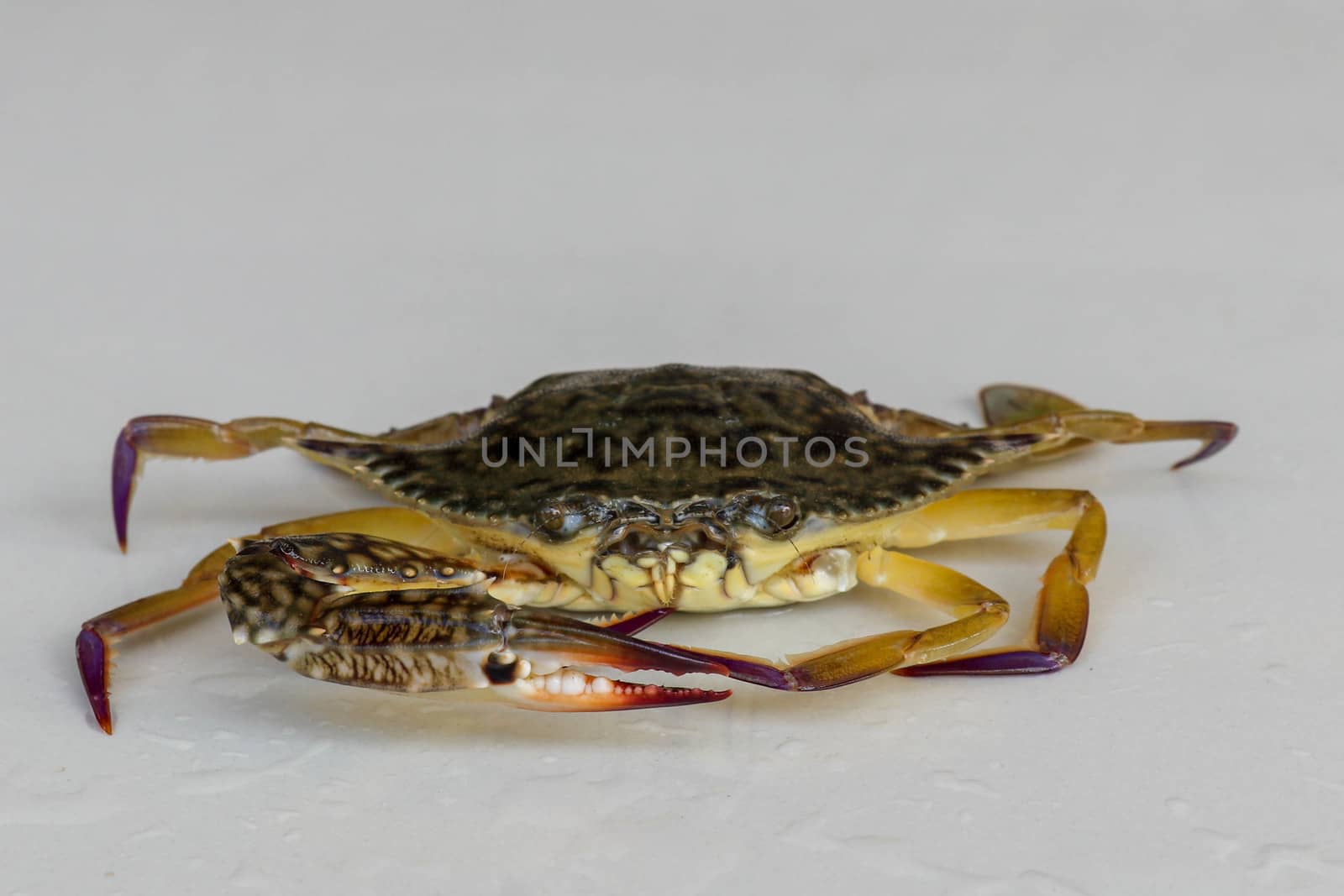 Front view of Blue manna crab, Sand crab. Flower crab. Portunus pelagicus isolated on a white background. Close-up photo of fresh raw Blue swimming sea crab, famously fresh seafood in the market.