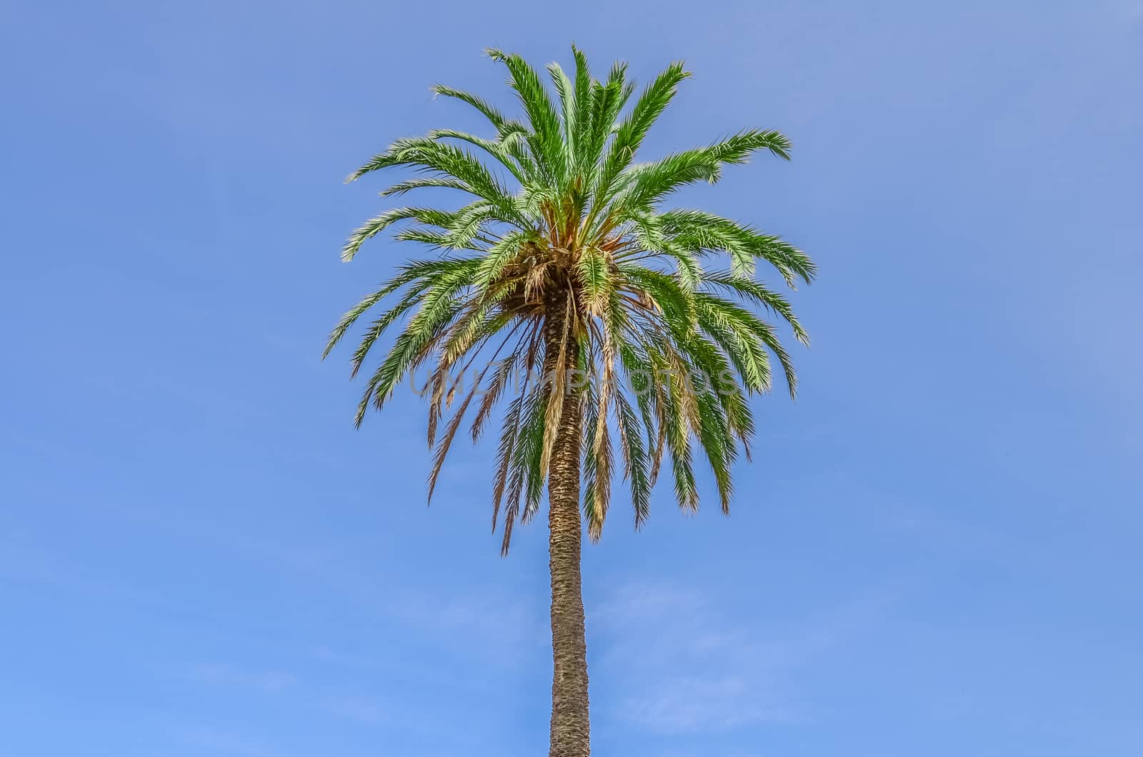 coconut palm tree on blue sky background