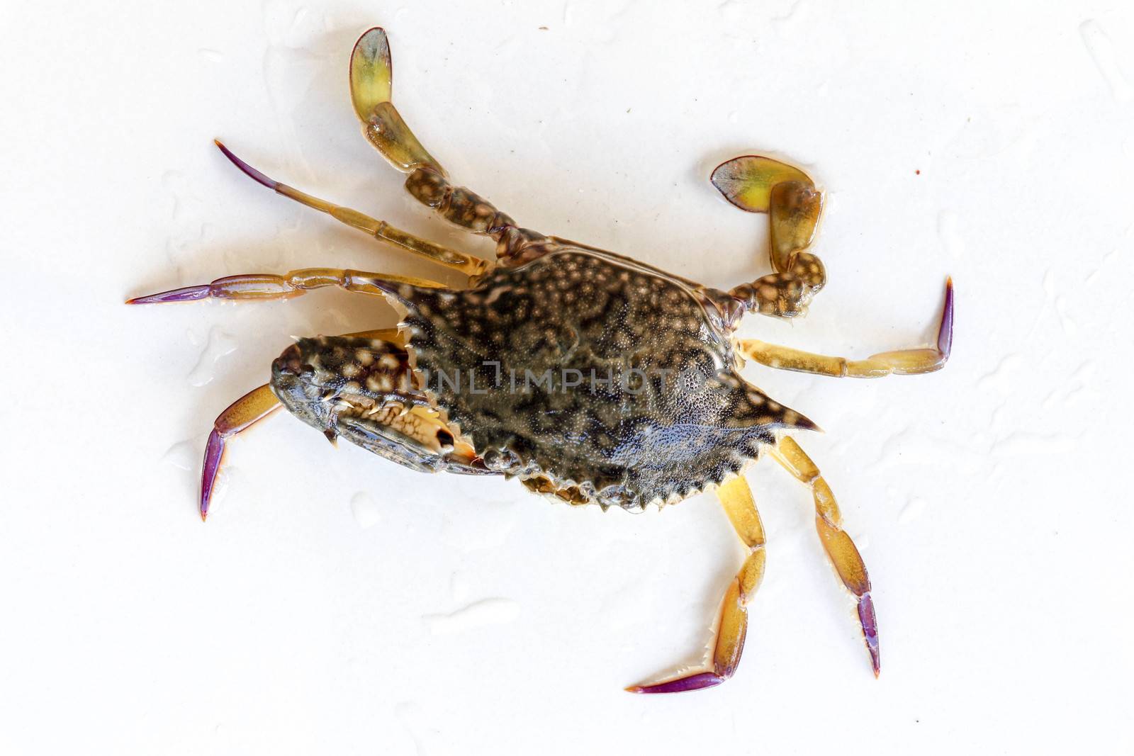 Dorsal view of Blue Manna crab, Sand crab. Flower crab. Portunus pelagicus isolated on a white background. Close-up photo of fresh raw Blue swimming sea crab, famously fresh seafood in the market.