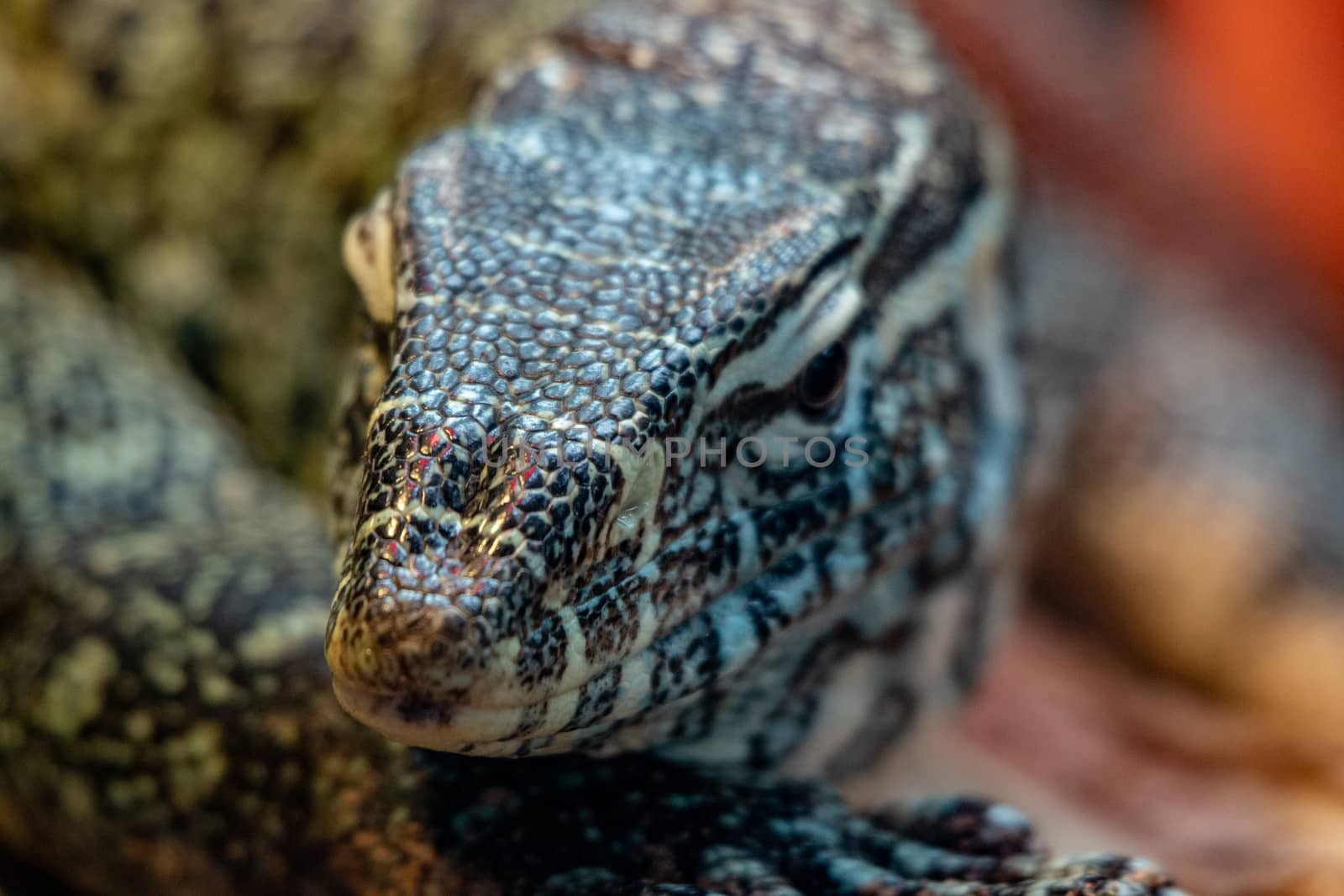 close up portrait of a nile monitor, a large African species by mynewturtle1
