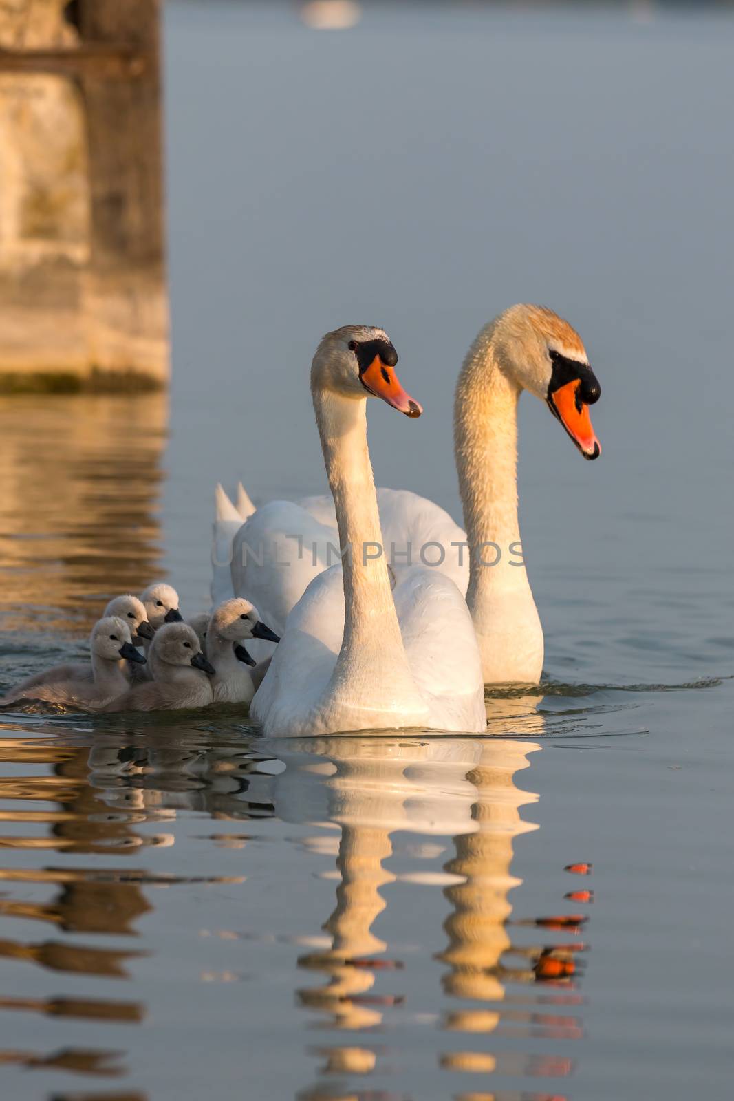 Close up of a swan family at sunset light