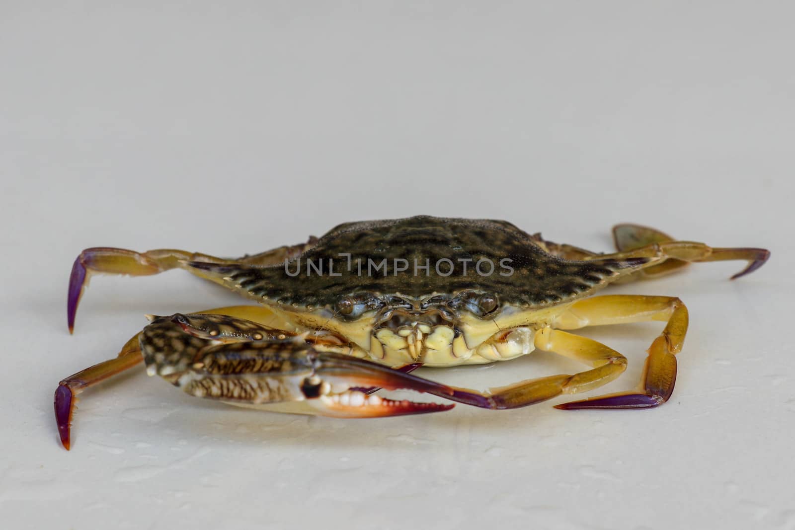 Front view of Blue manna crab, Sand crab. Flower crab. Portunus pelagicus isolated on a white background. Close-up photo of fresh raw Blue swimming sea crab, famously fresh seafood in the market.