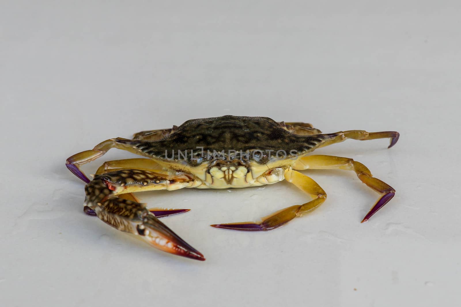 Front view of Blue manna crab, Sand crab. Flower crab. Portunus pelagicus isolated on a white background. Close-up photo of fresh raw Blue swimming sea crab, famously fresh seafood in the market.