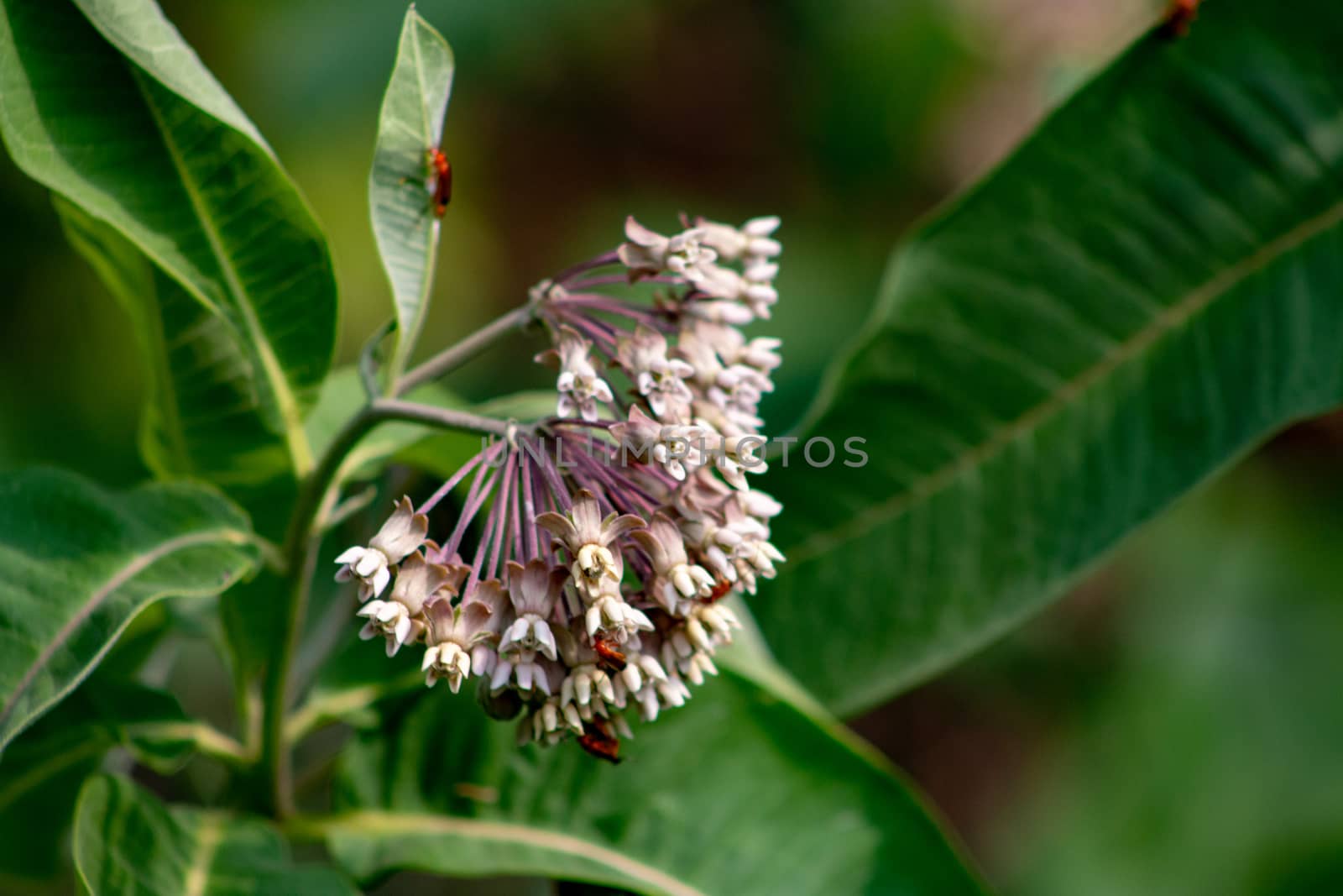 Pink flowers of Asclepias syriaca, commonly called common milk weed, butterfly flower, silk weed, silky swallow-wort, and Virginia silkweed, foliage and flowers by mynewturtle1