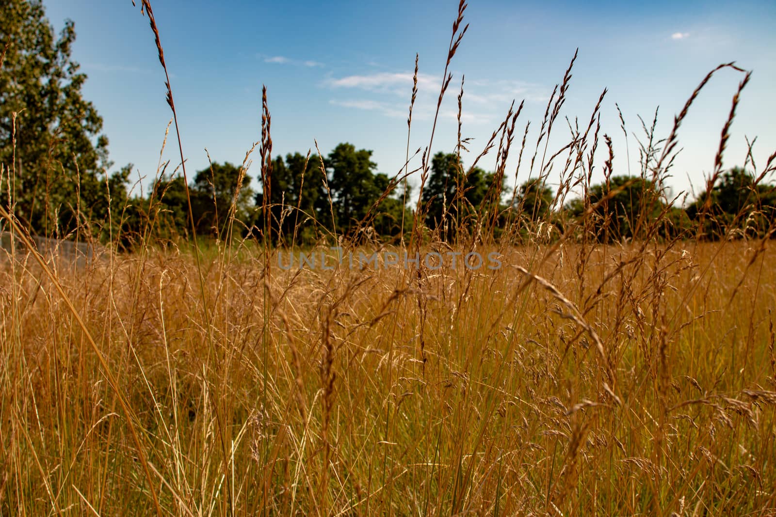 Long grass landscape type photo. Room for copy space. Photo shows beauty of Ontario nature by mynewturtle1