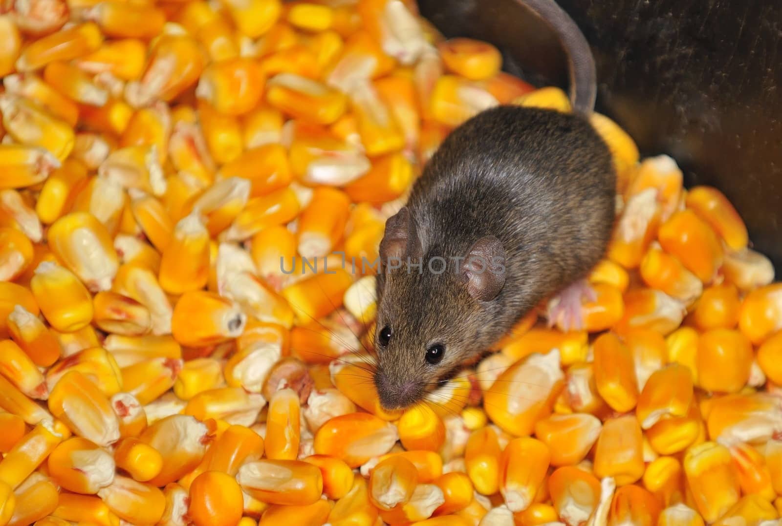 Four field mice eating corn grain on the farm.