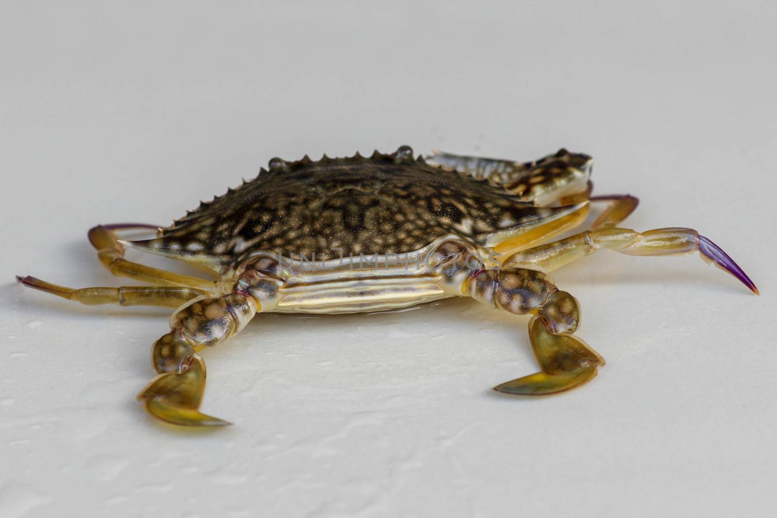 Front view of Blue manna crab, Sand crab. Flower crab. Portunus pelagicus isolated on a white background. Close-up photo of fresh raw Blue swimming sea crab, famously fresh seafood in the market.