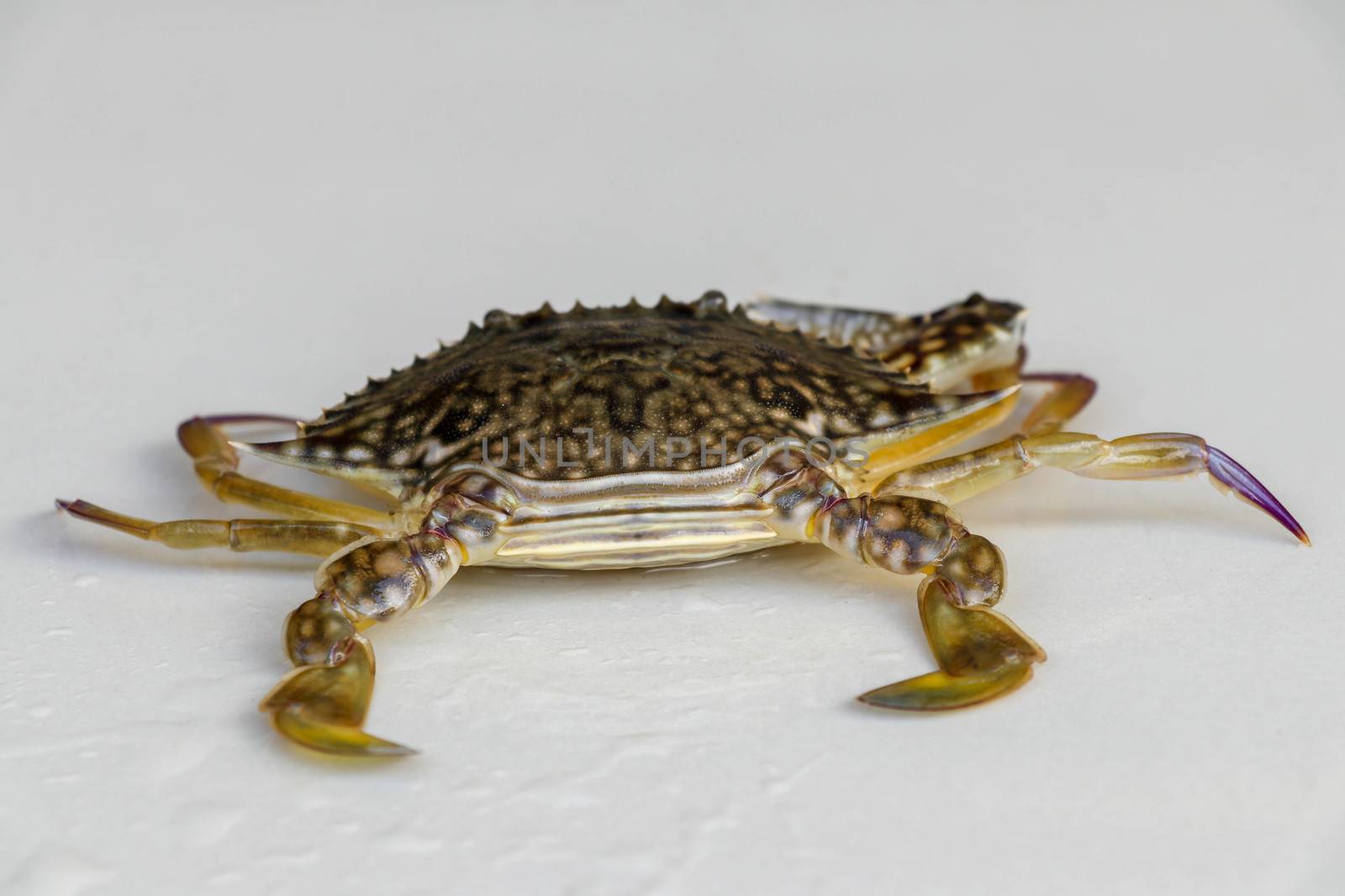 Front view of Blue manna crab, Sand crab. Flower crab. Portunus pelagicus isolated on a white background. Close-up photo of fresh raw Blue swimming sea crab, famously fresh seafood in the market.