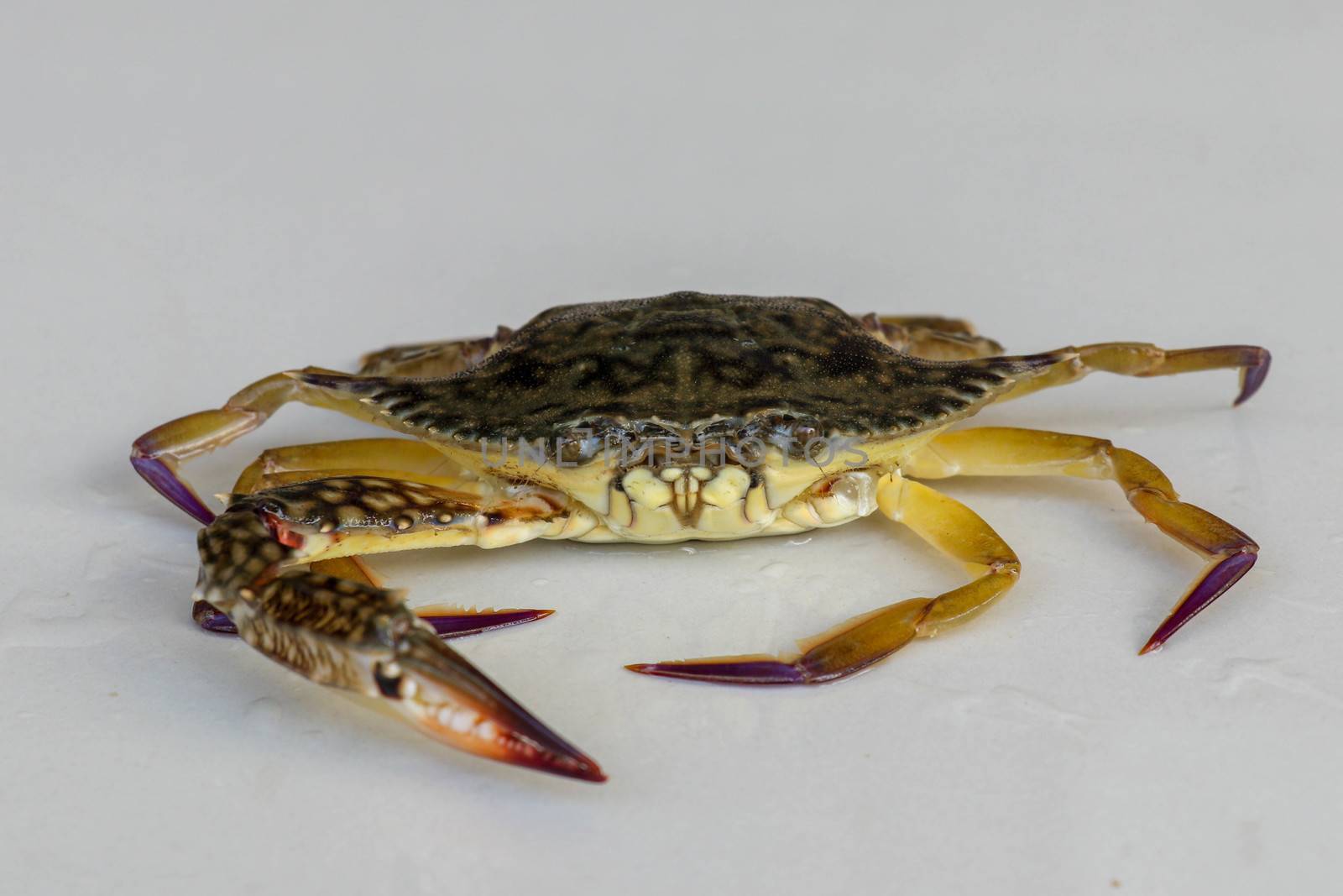 Front view of Blue manna crab, Sand crab. Flower crab. Portunus pelagicus isolated on a white background. Close-up photo of fresh raw Blue swimming sea crab, famously fresh seafood in the market.