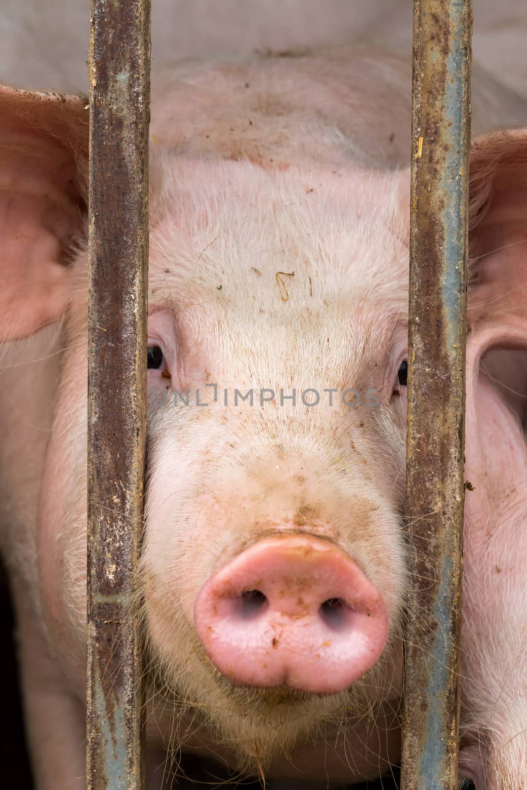 Close up of young pig