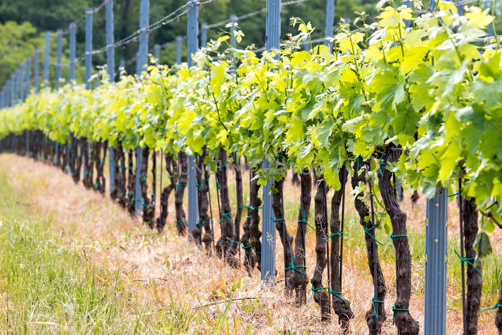 Beautiful rows of grapes in spring