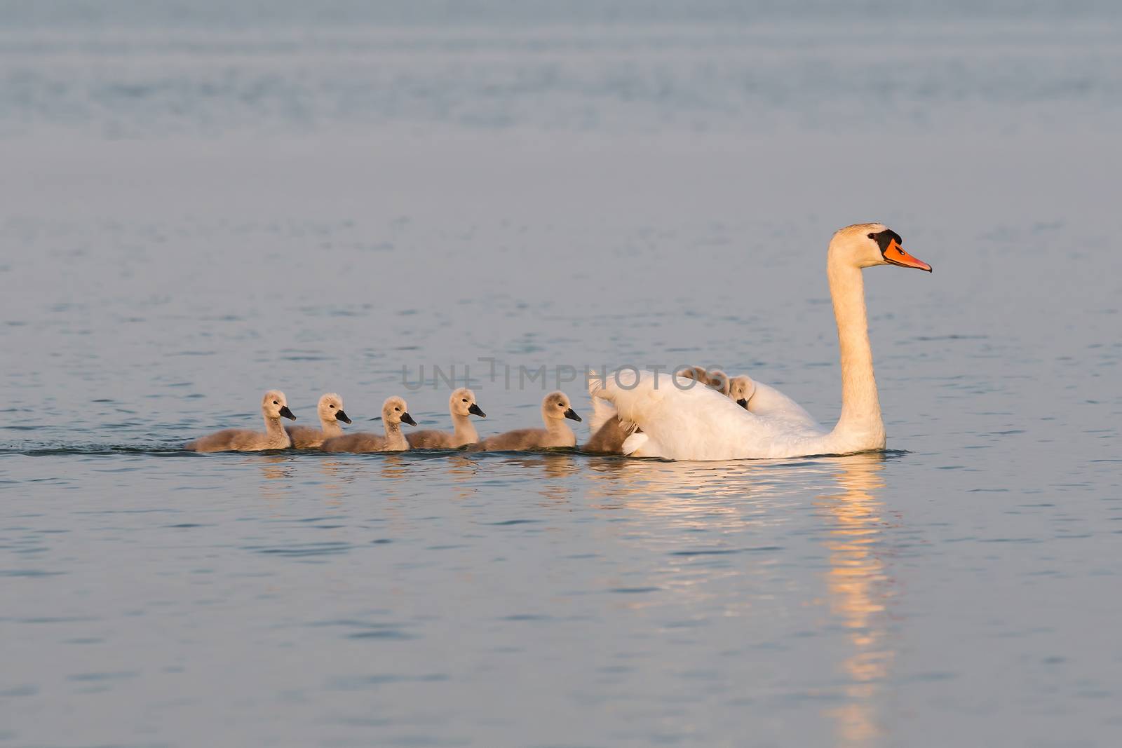 Close up of a swan family at sunset light