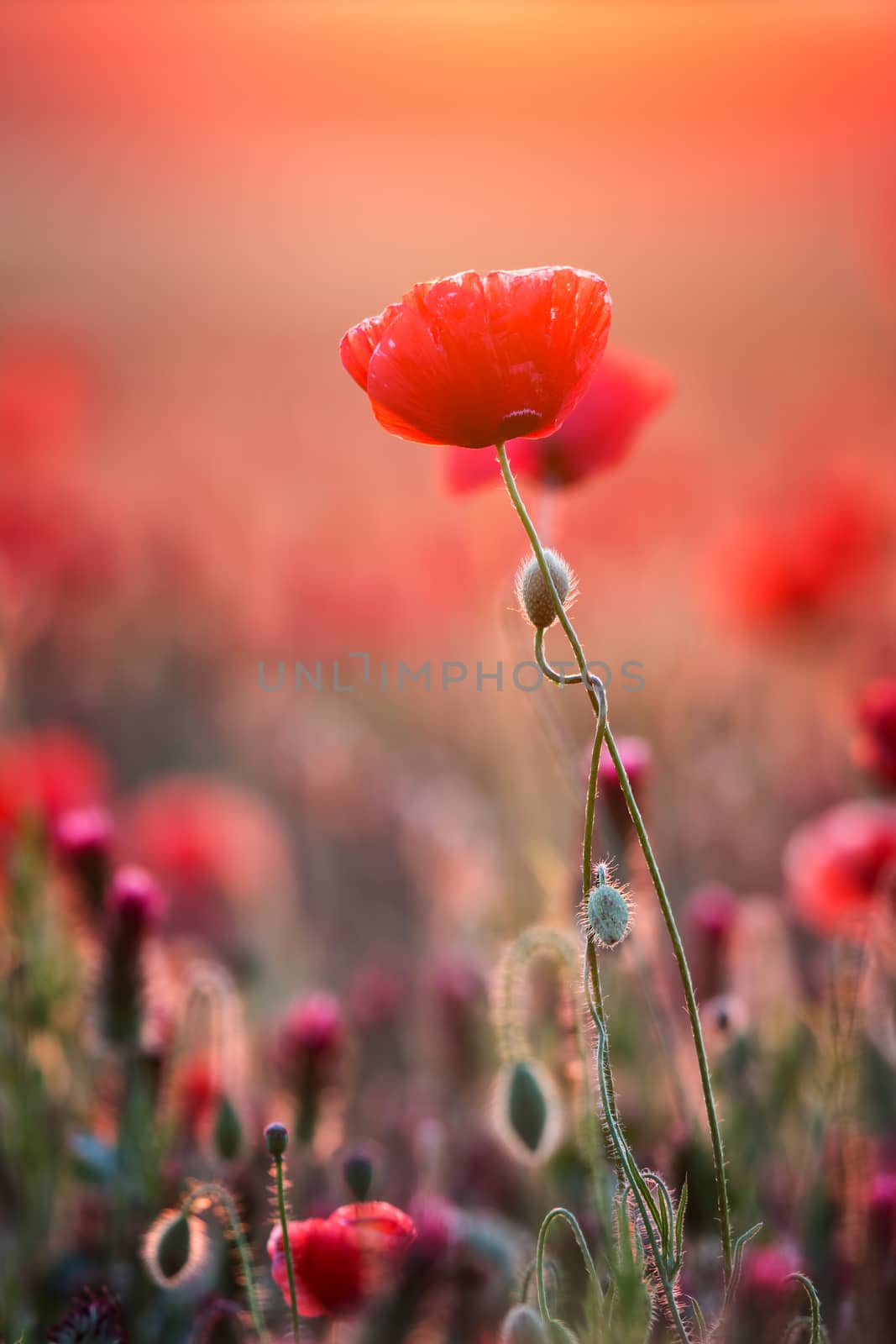 Poppy field by Digoarpi