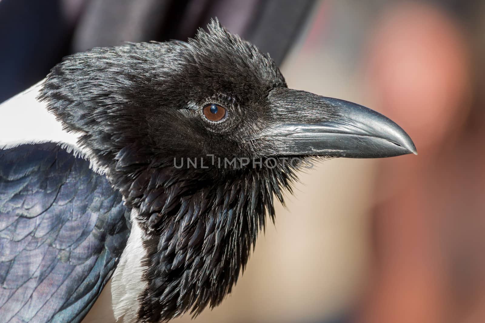 Raven by Digoarpi