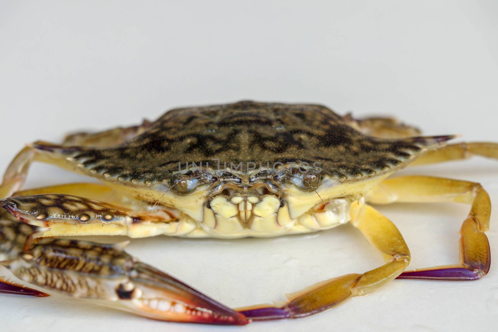 Front view of Blue manna crab, Sand crab. Flower crab. Portunus pelagicus isolated on a white background. Close-up photo of fresh raw Blue swimming sea crab, famously fresh seafood in the market.