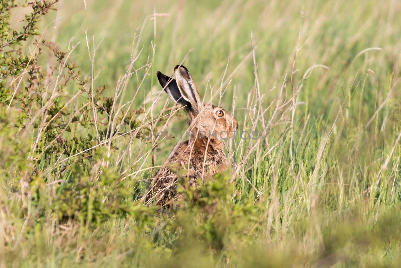 European hare (Lepus europaeus) ,rabbit on the field