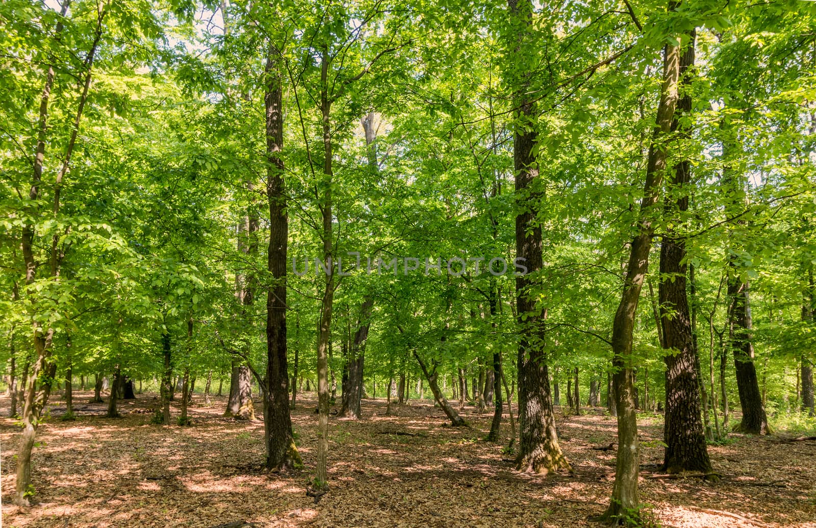 Young forest with oak and hornbeam trees