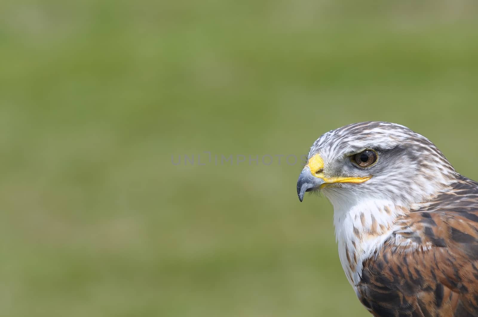Portrait of eagle perched and green background.