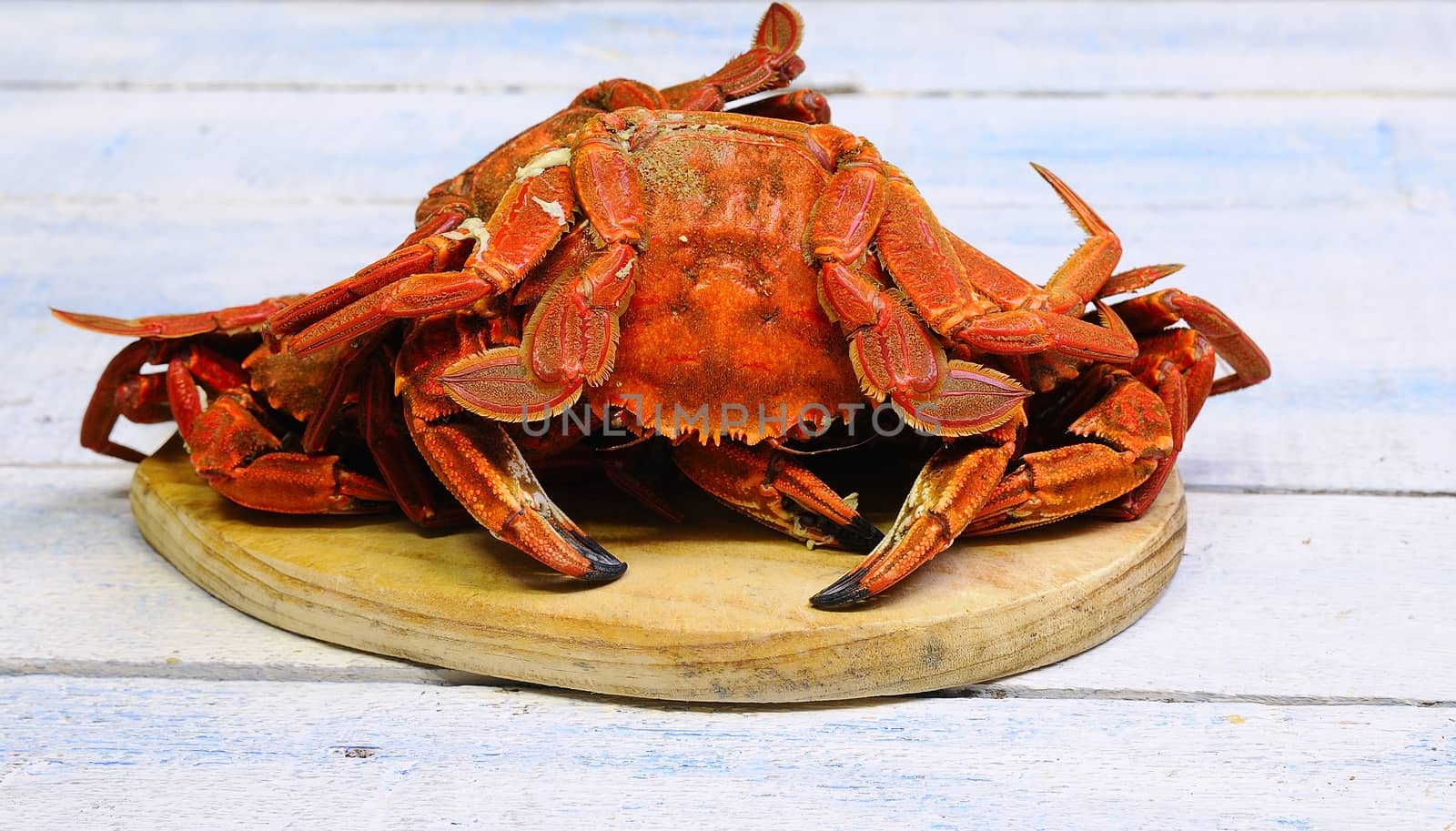 Velvet crabs for cooking on wooden table in the kitchen