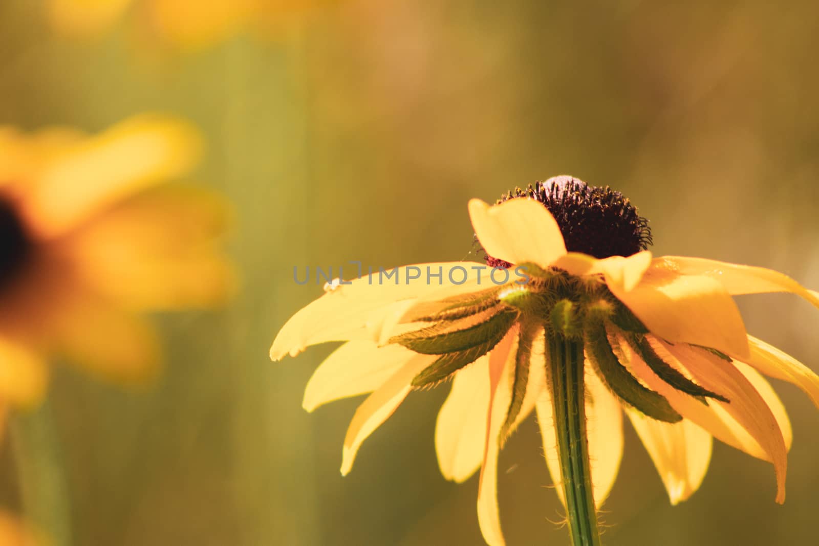 Morning dew on a black-eyed susan wildflower at The Morton Arboretum in Lisle, Illinois. by mynewturtle1