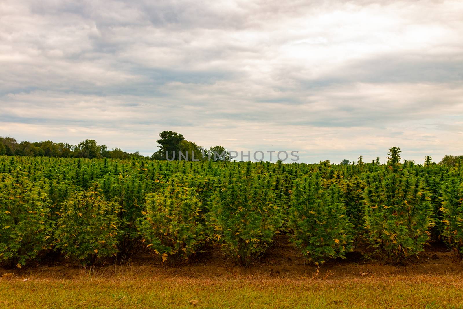 sustainable hemp industrial plantation, in Ontario Canada by mynewturtle1