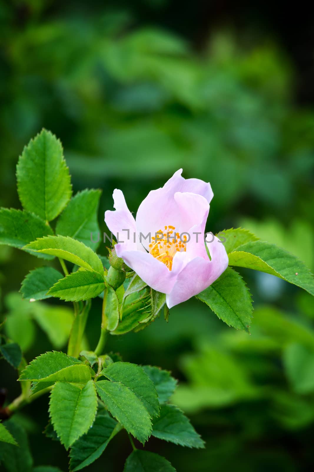 Dog rose (Rosa Canina)