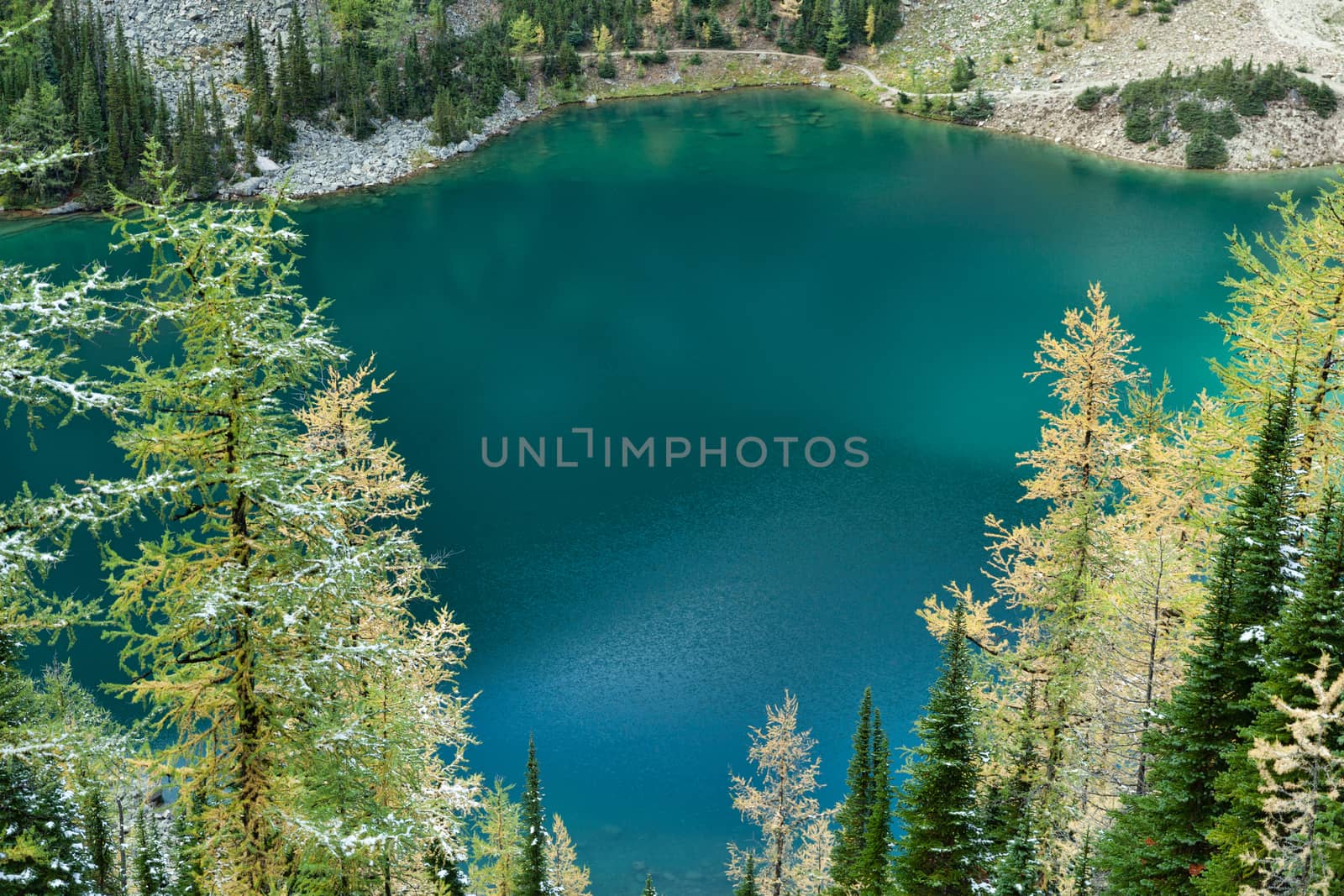 Lake Agnes emerald waters framed with autumn larches covered with snow, Banff National Park, Alberta, Canada