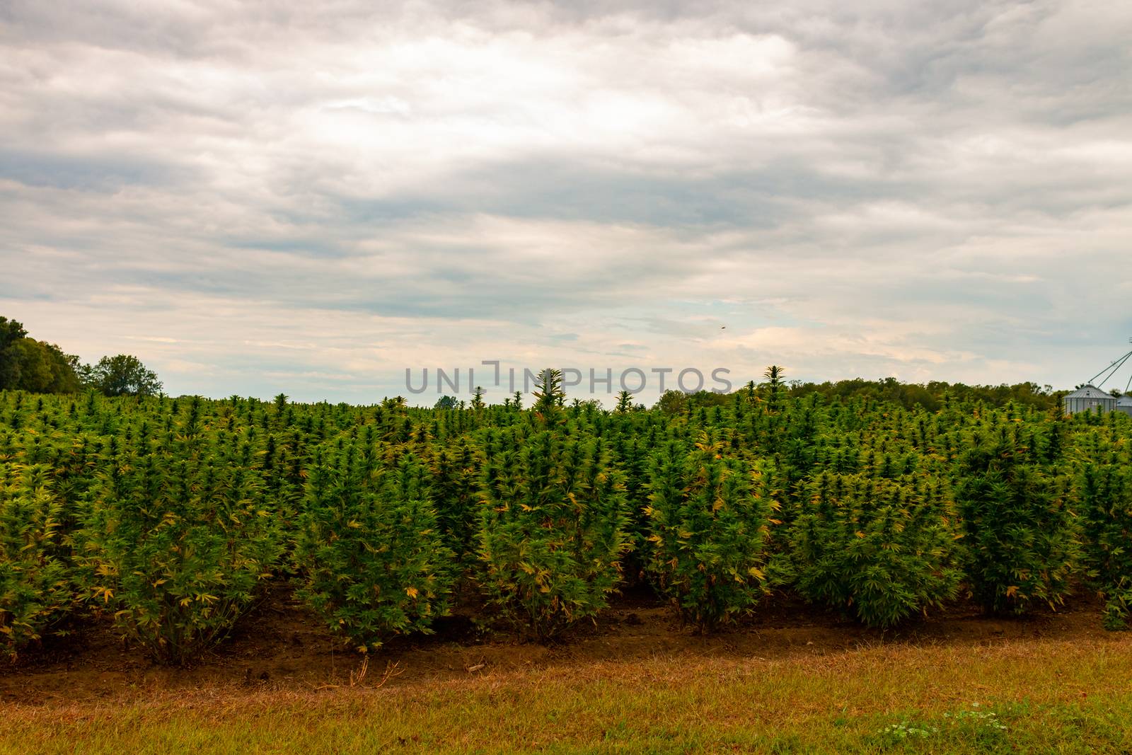 hemp farm in Ontario Canada. Marijuana was recently legalized.