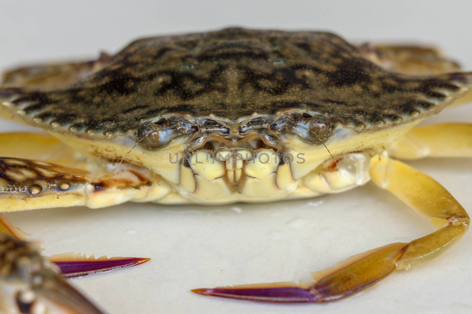 Front view of Blue manna crab, Sand crab. Flower crab. Portunus pelagicus isolated on a white background. Close-up photo of fresh raw Blue swimming sea crab, famously fresh seafood in the market.