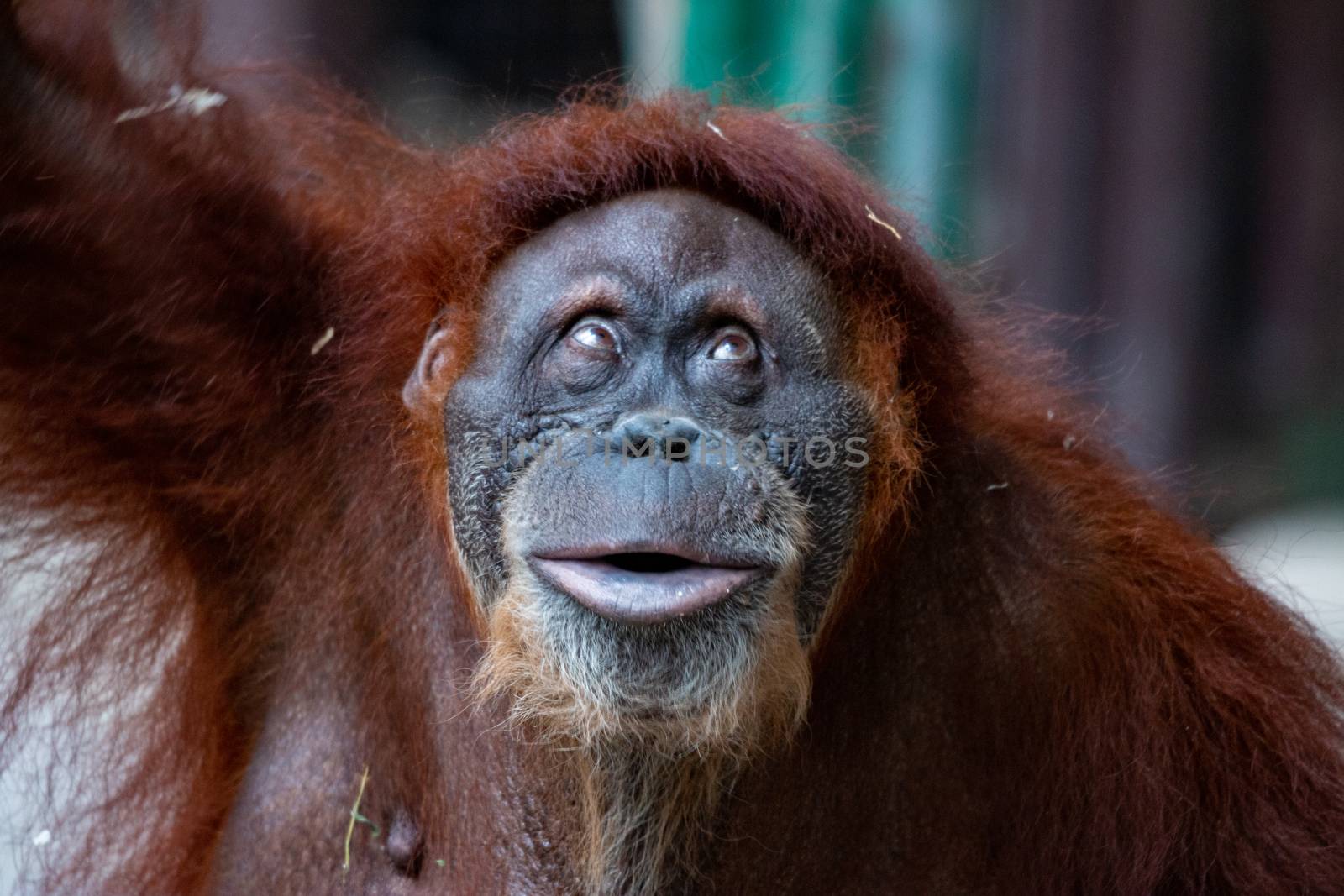 Portrait of a beautiful female orangutan by mynewturtle1