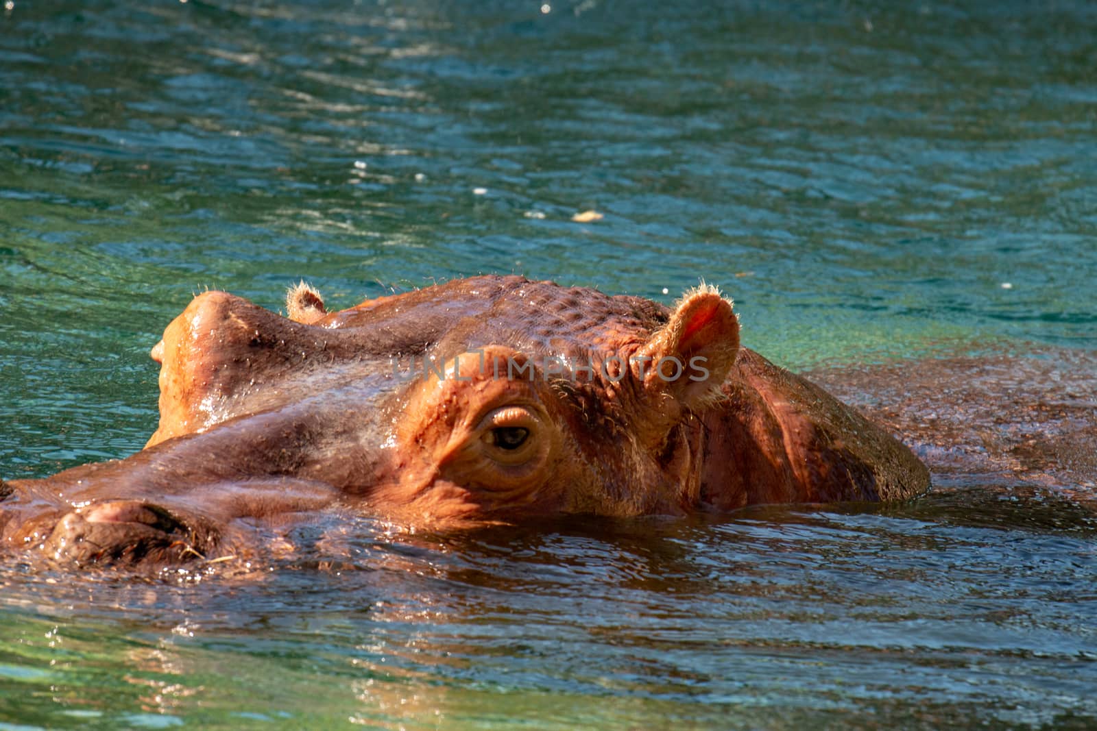 hippopotamus in water with head barely above. beautiful african animal by mynewturtle1