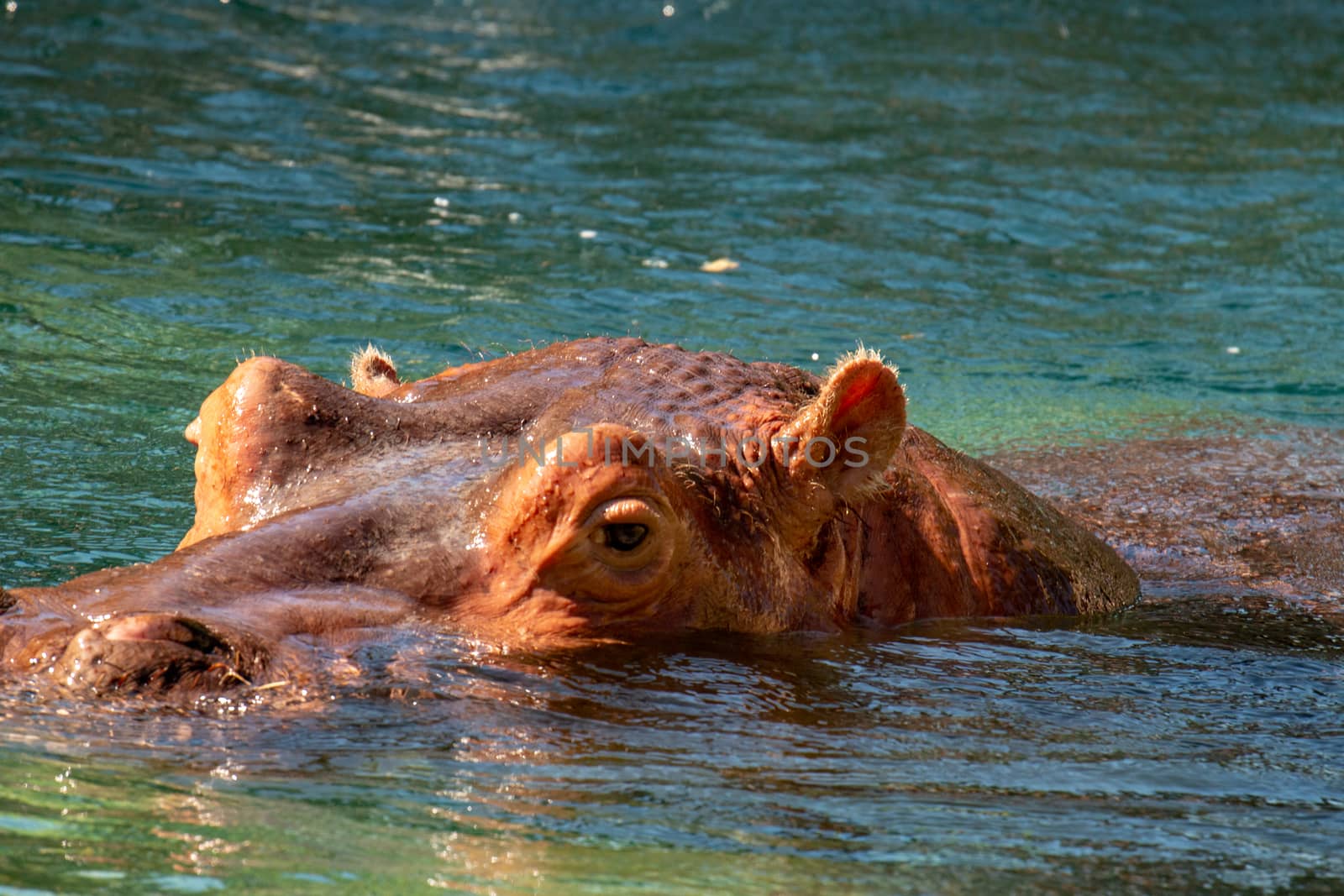 one of the big 5 african animals