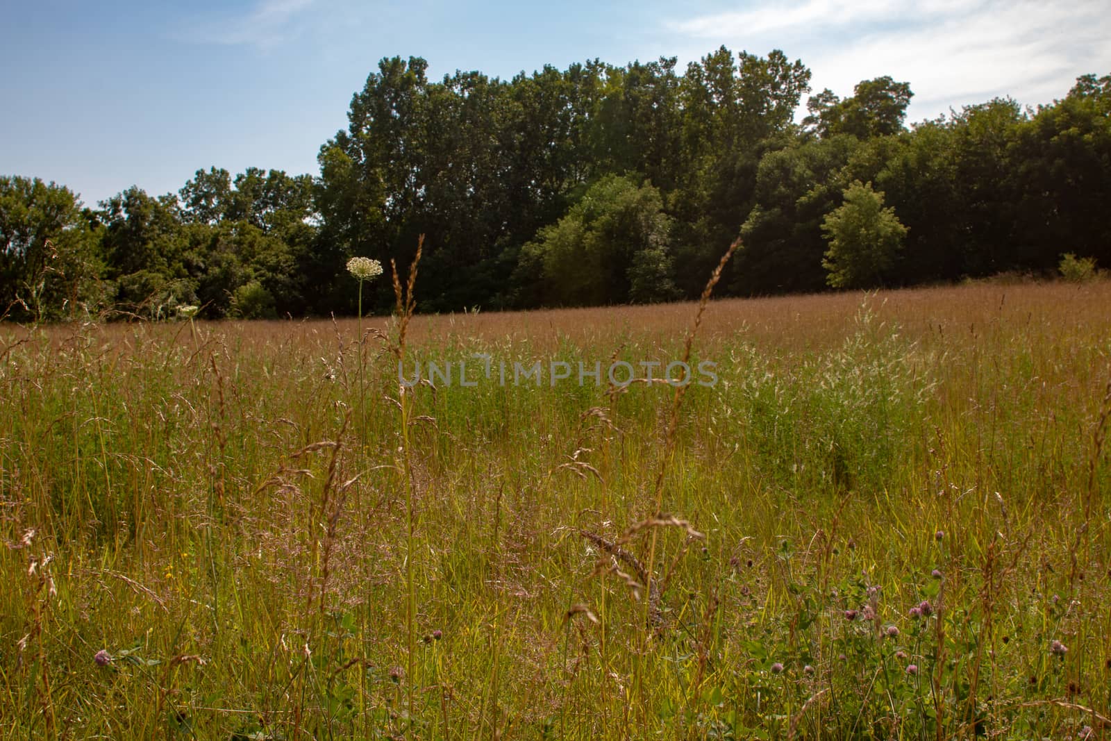 An ontario landscape photo with various species of grass and wild flowers