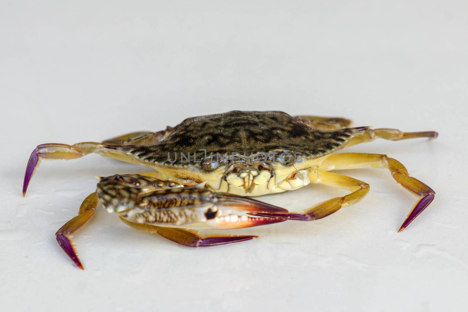 Front view of Blue manna crab, Sand crab. Flower crab. Portunus pelagicus isolated on a white background. Close-up photo of fresh raw Blue swimming sea crab, famously fresh seafood in the market.