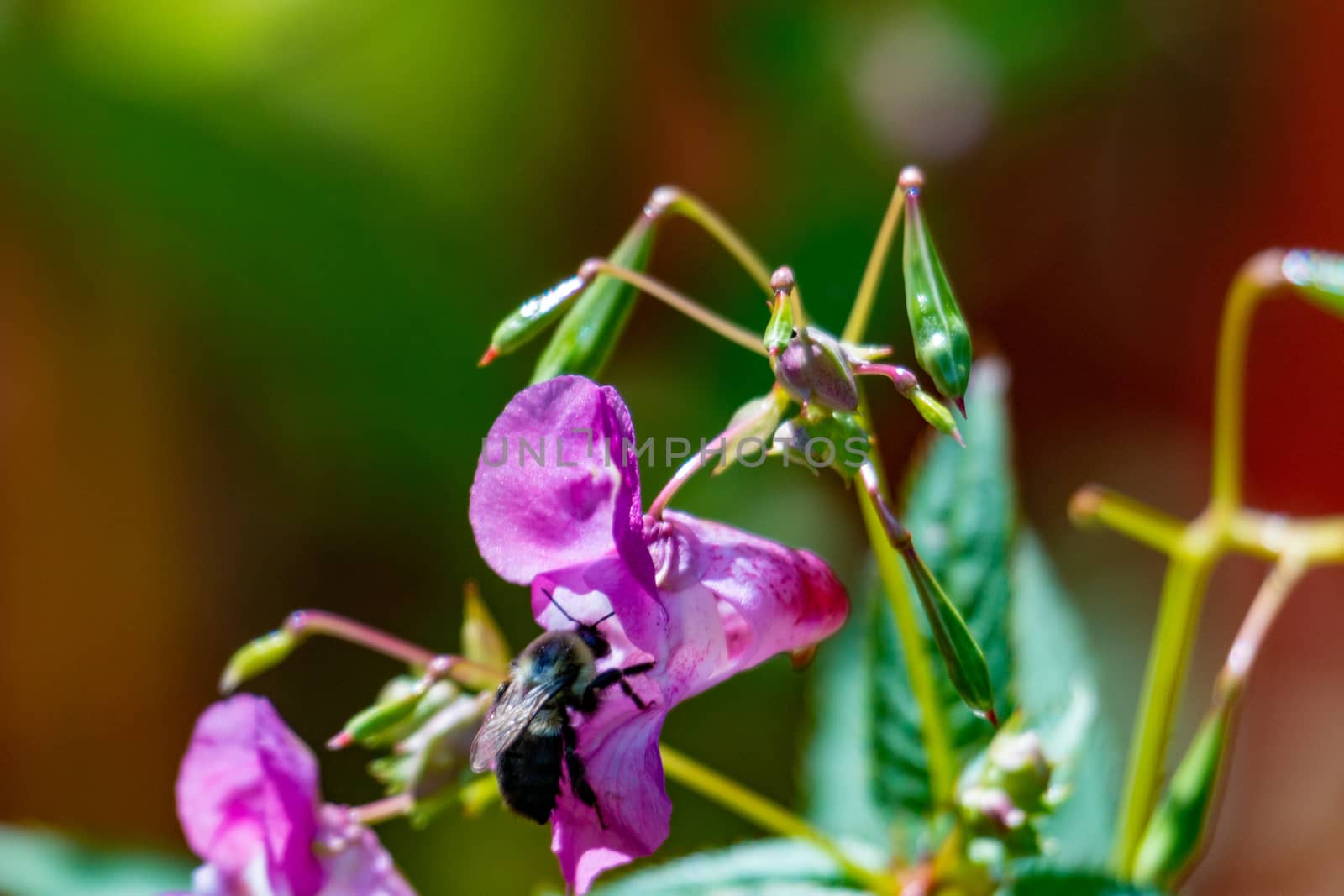 Honey bee pollinating a Himalayan Balsam. Impatiens glandulifera Invasive riverside plant by mynewturtle1